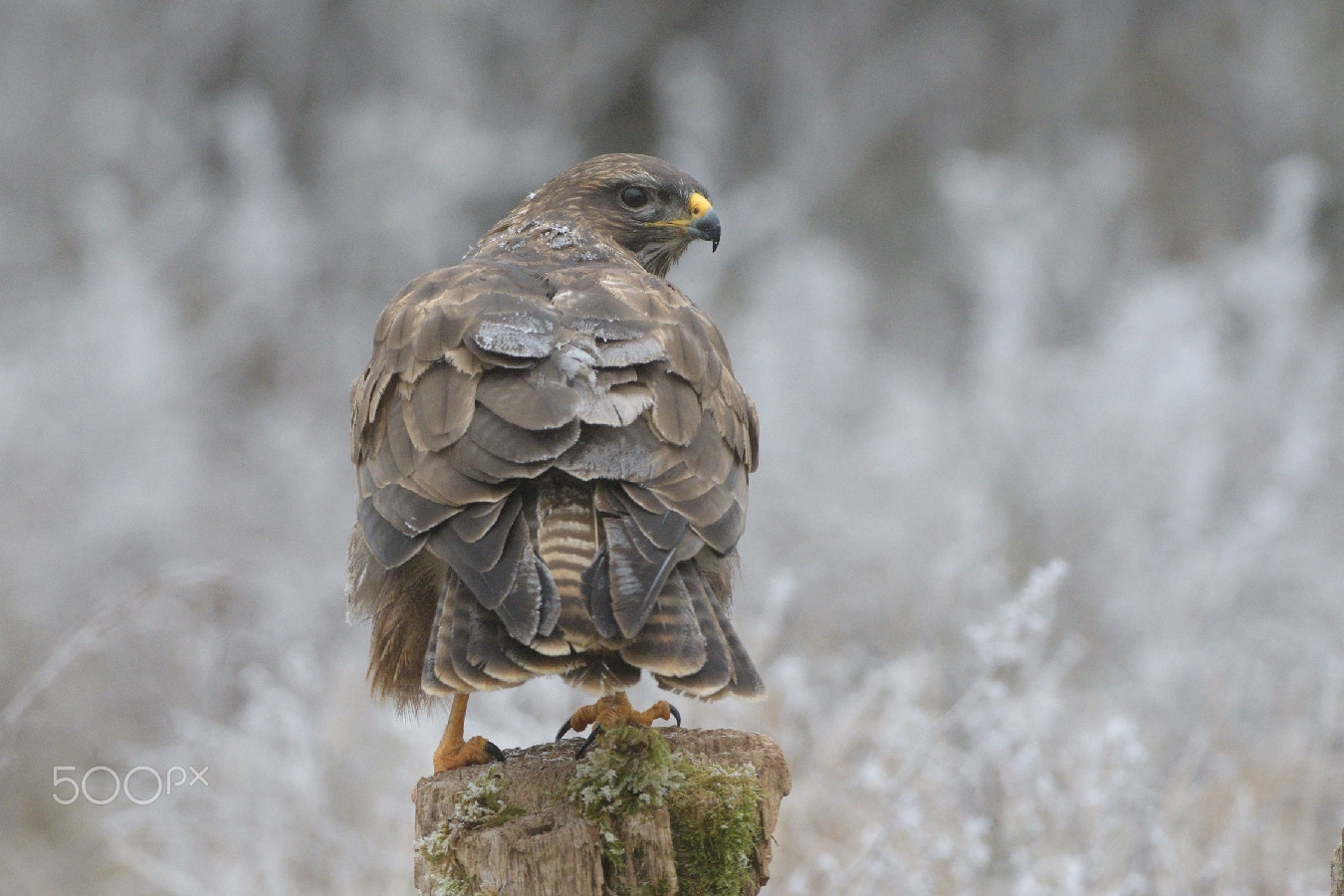 Nikon AF-S Nikkor 200-400mm F4G ED-IF VR sample photo. Frosty feather...winter time photography