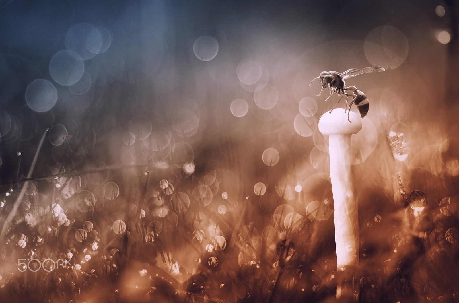 Nikon D5000 sample photo. Waiting stupid.bokeh,yellow jacket, photography