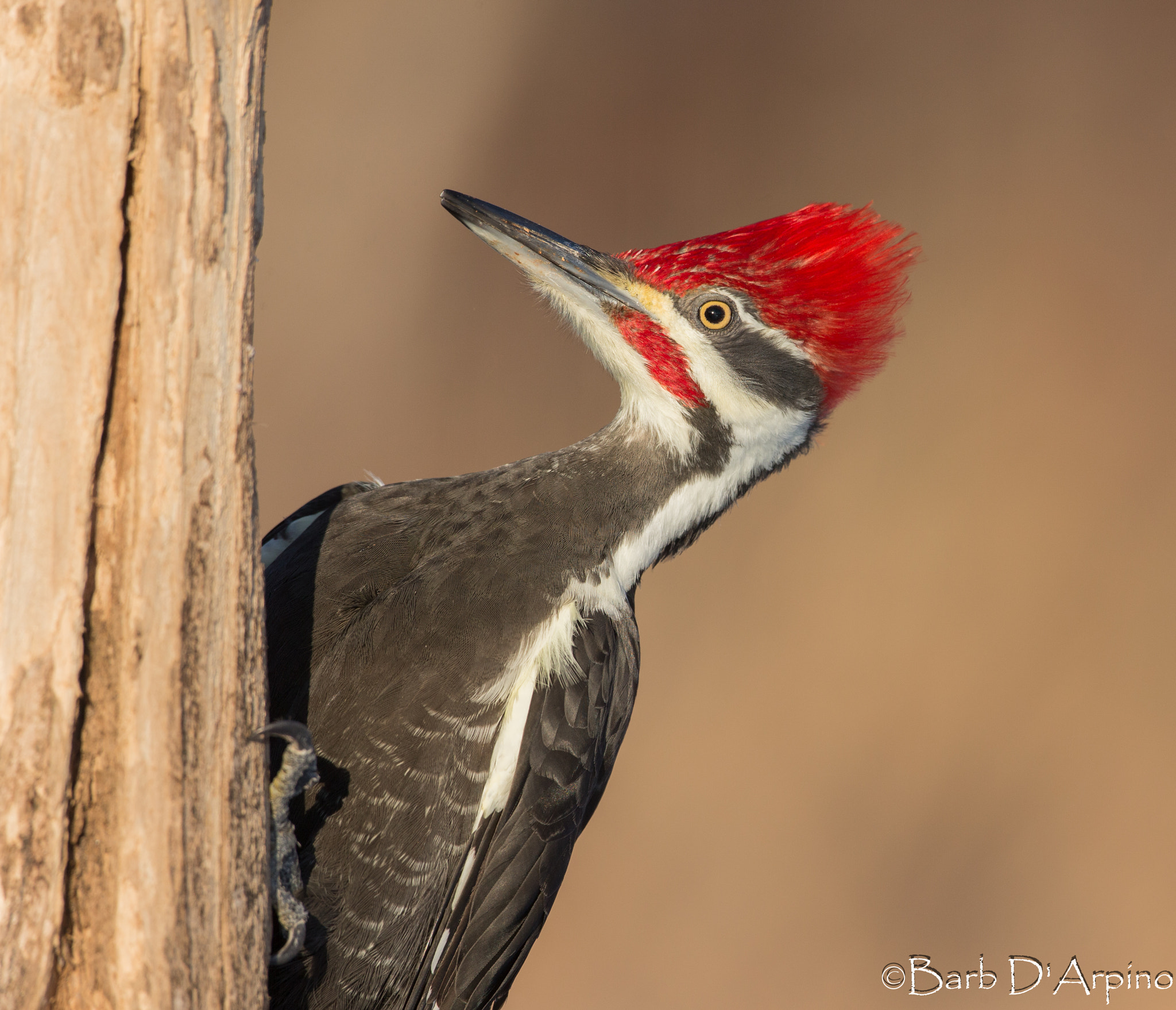 Canon EOS-1D X + Canon EF 500mm F4L IS USM sample photo. Red head photography