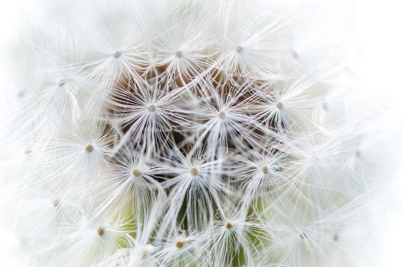 Sony Alpha DSLR-A900 + Sigma 30mm F1.4 EX DC HSM sample photo. Beautiful white fluffy dandelion closeup  seeds, photography