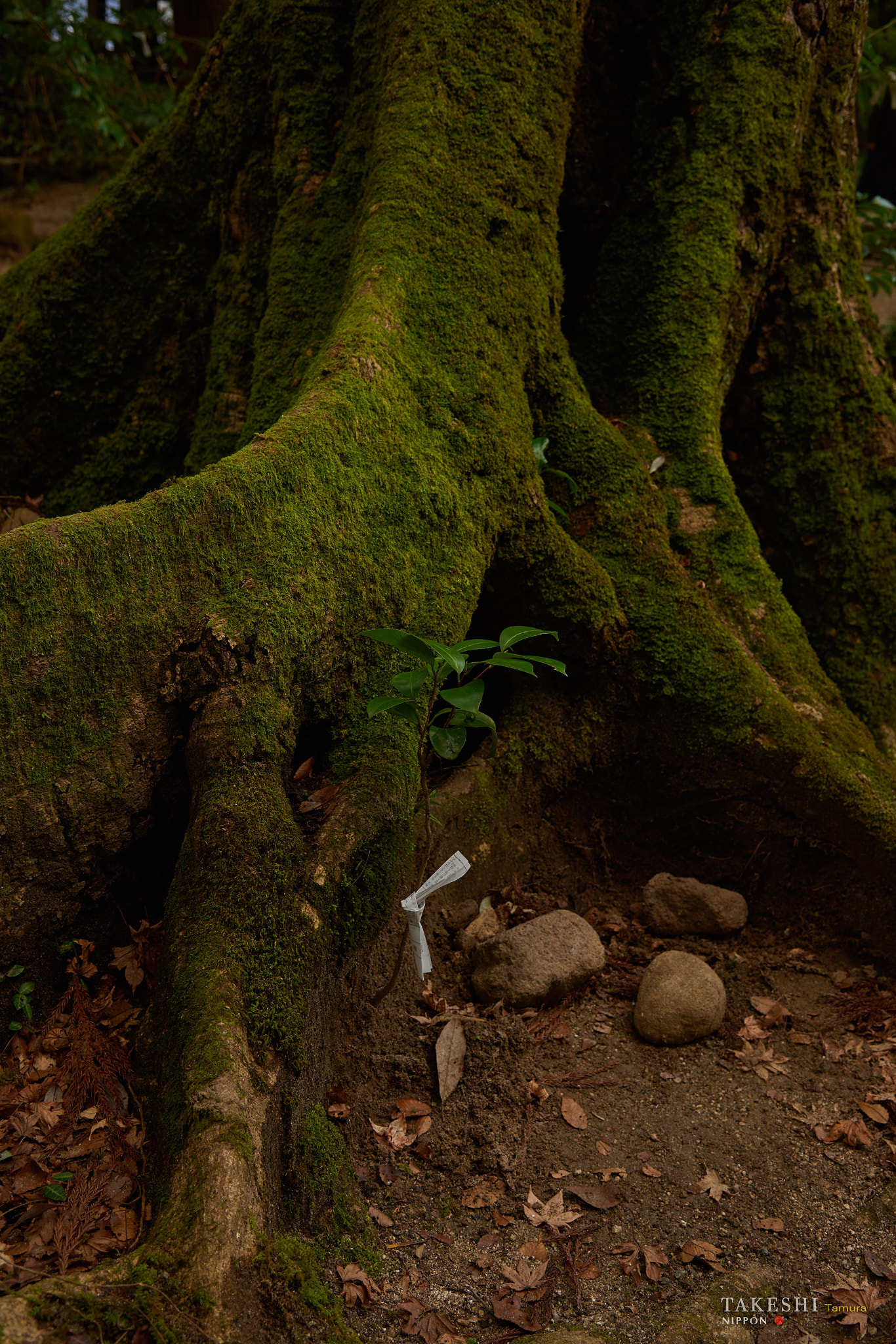 Nikon AF-S Nikkor 24-120mm F4G ED VR sample photo. A fortune slip photography