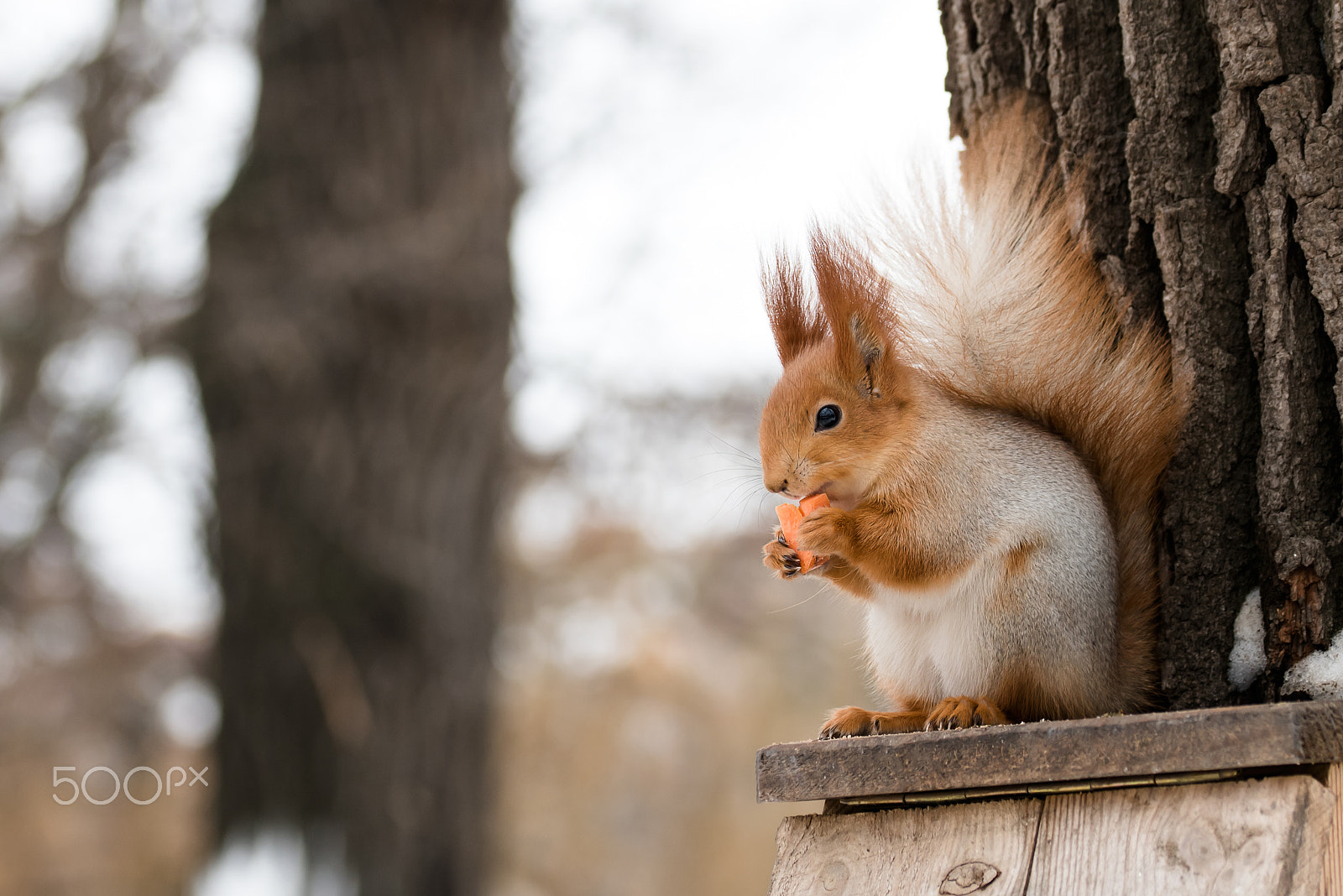 Sigma 105mm F2.8 EX DG OS HSM sample photo. Squirrel with carrot photography