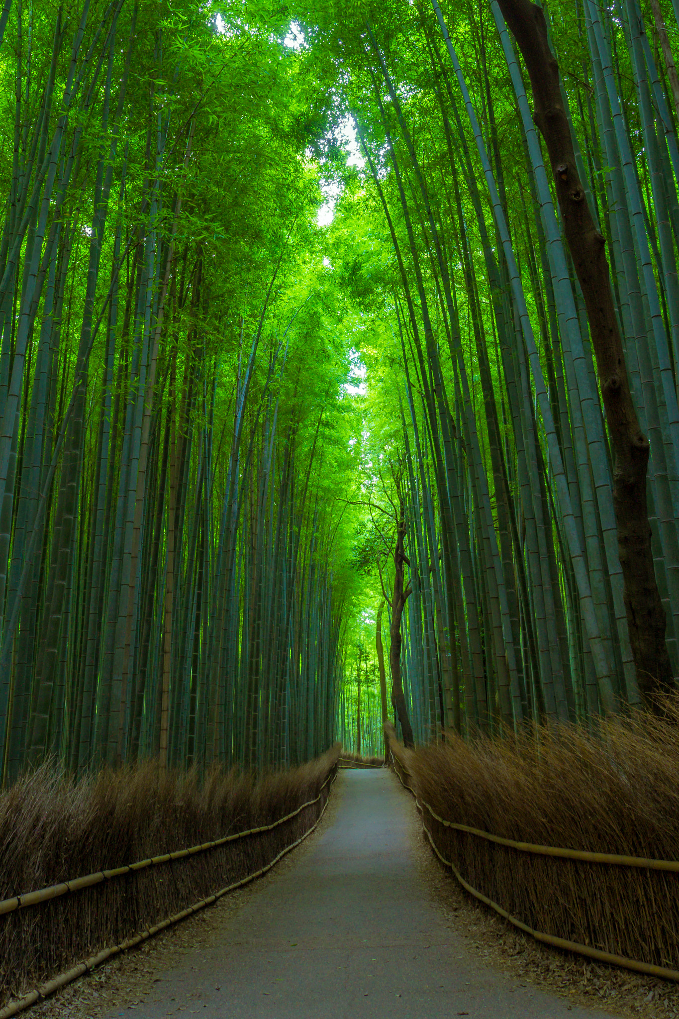 Olympus OM-D E-M10 + OLYMPUS M.12mm F2.0 sample photo. Arashiyama bamboo grove photography