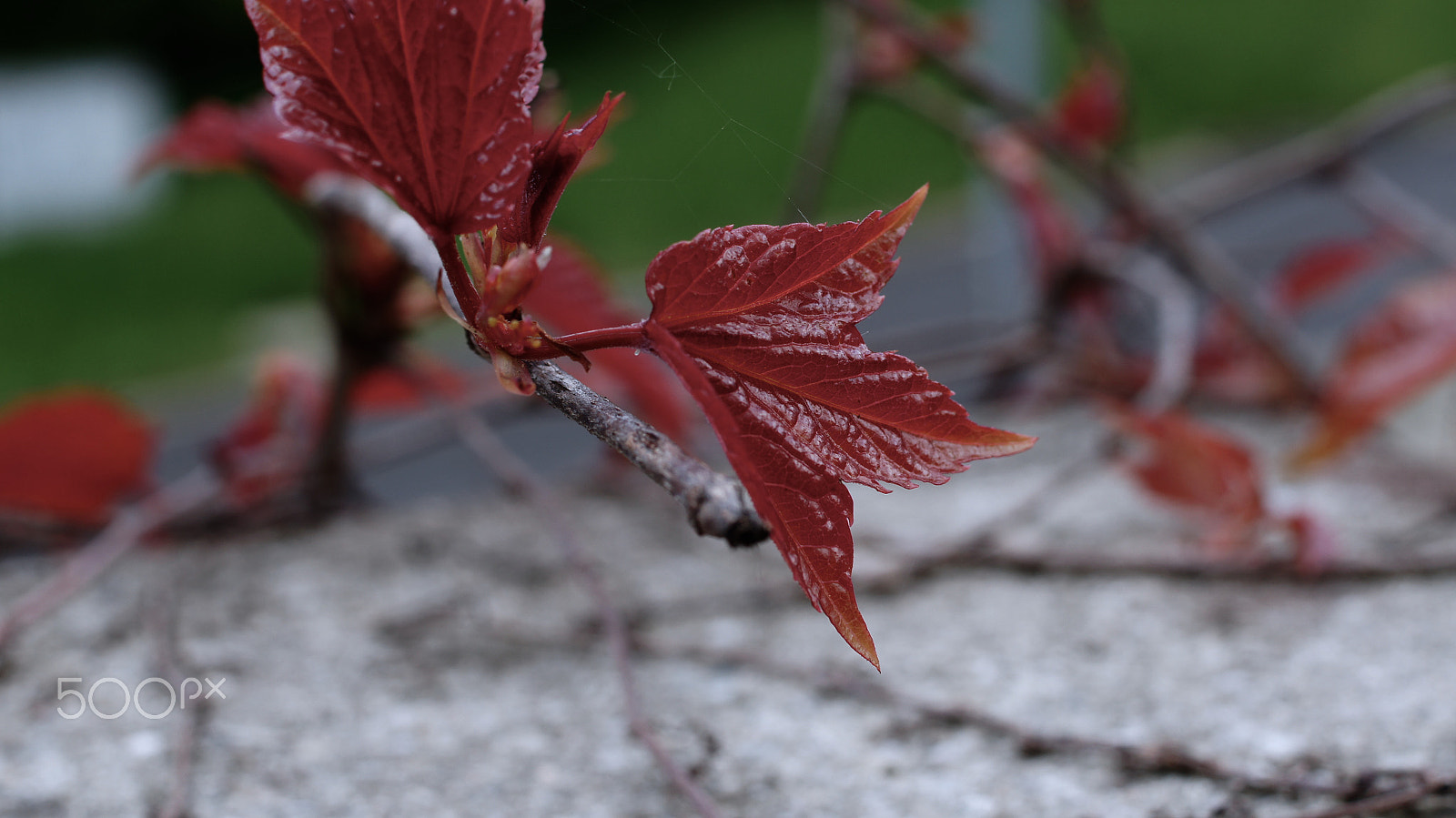 Sony SLT-A55 (SLT-A55V) + Sony DT 35mm F1.8 SAM sample photo. Red leaves photography