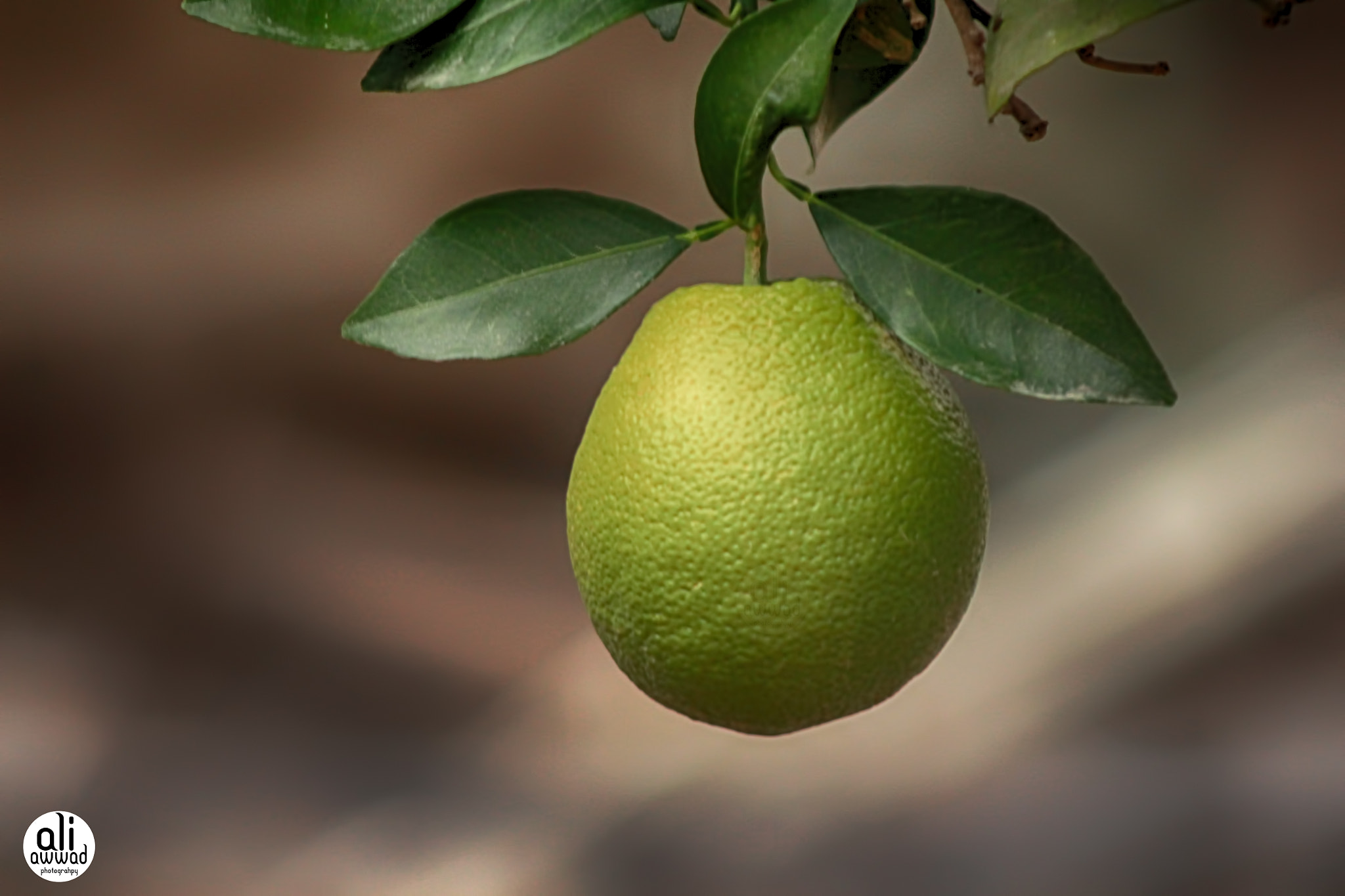Canon EF 90-300mm F4.5-5.6 USM sample photo. Img photography