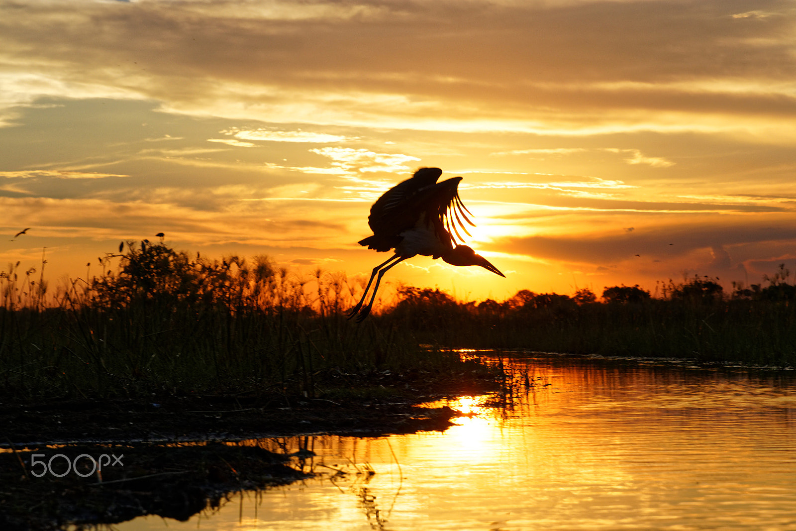 Canon EF 24-70mm F2.8L II USM sample photo. Bird in sunset photography