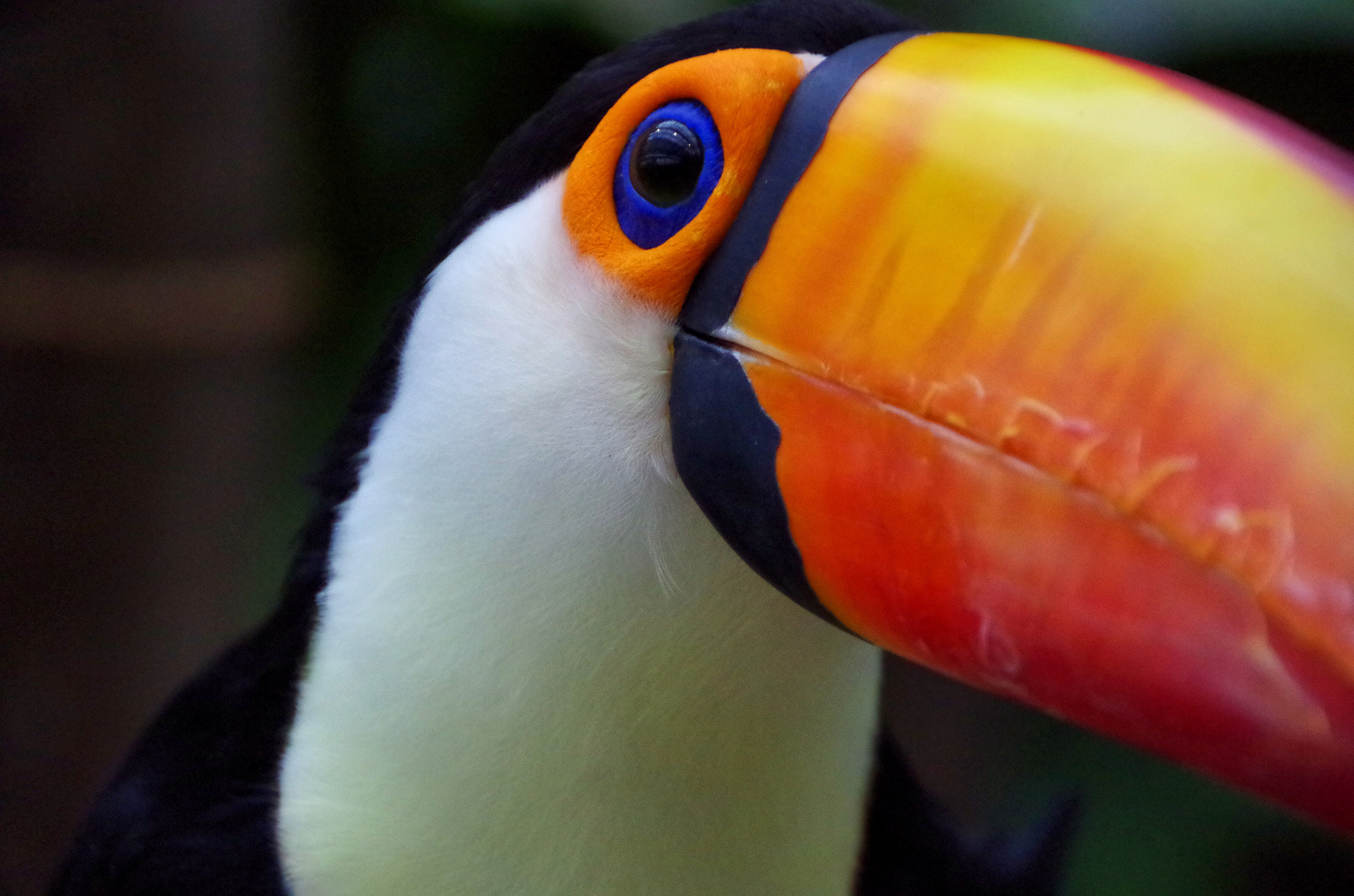 Pentax K-50 sample photo. Toco toucan photography