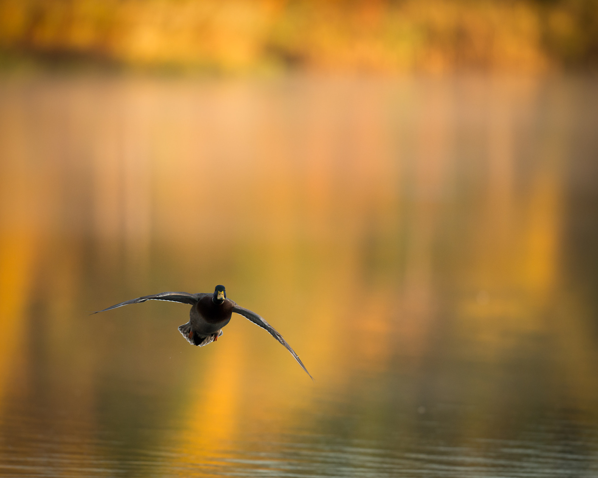 Nikon D800 + Nikon AF-S Nikkor 500mm F4G ED VR sample photo. October mallard at sunrise photography