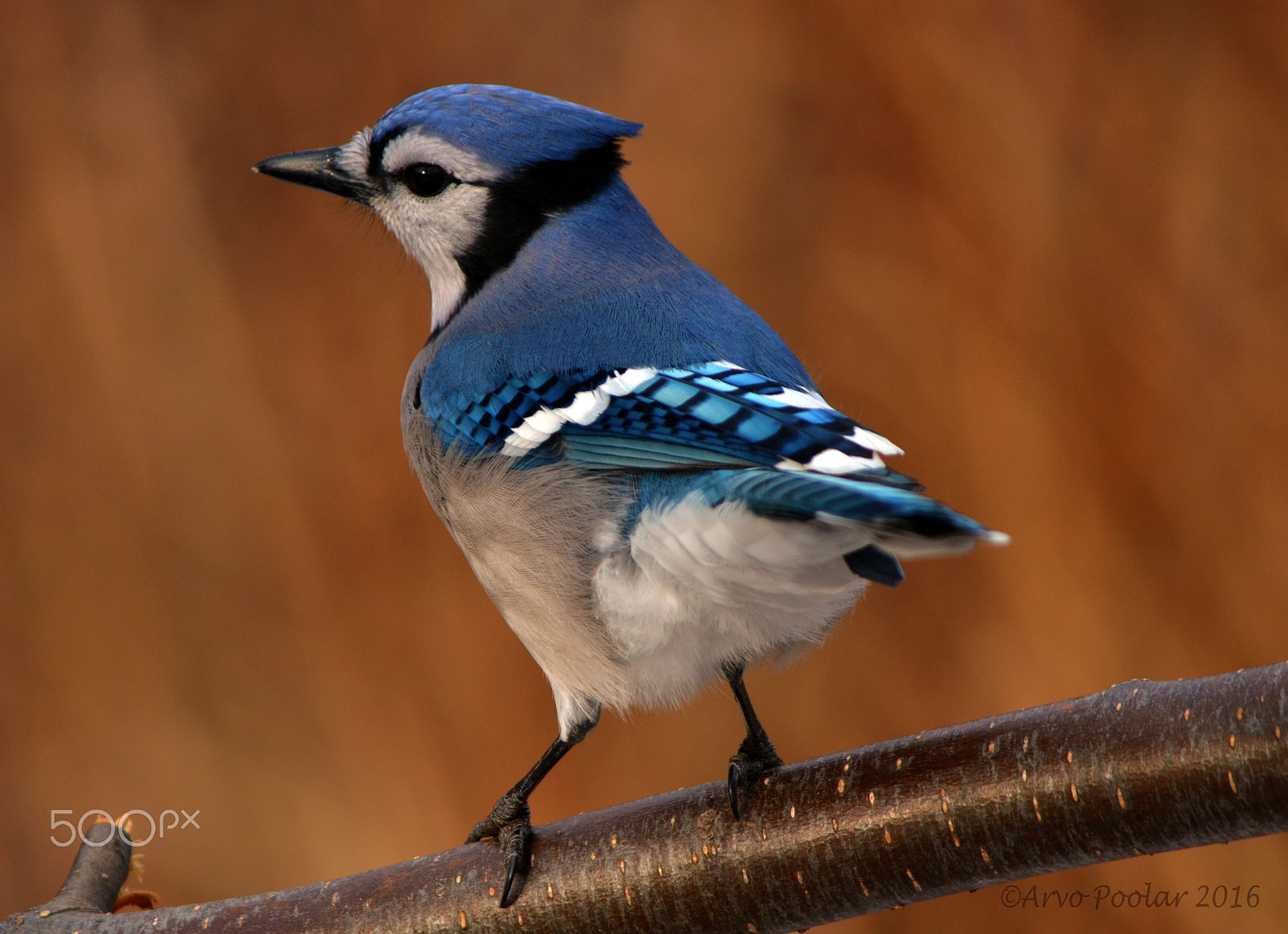 Nikon D7000 + AF Nikkor 50mm f/1.8 N sample photo. Blue jay photography