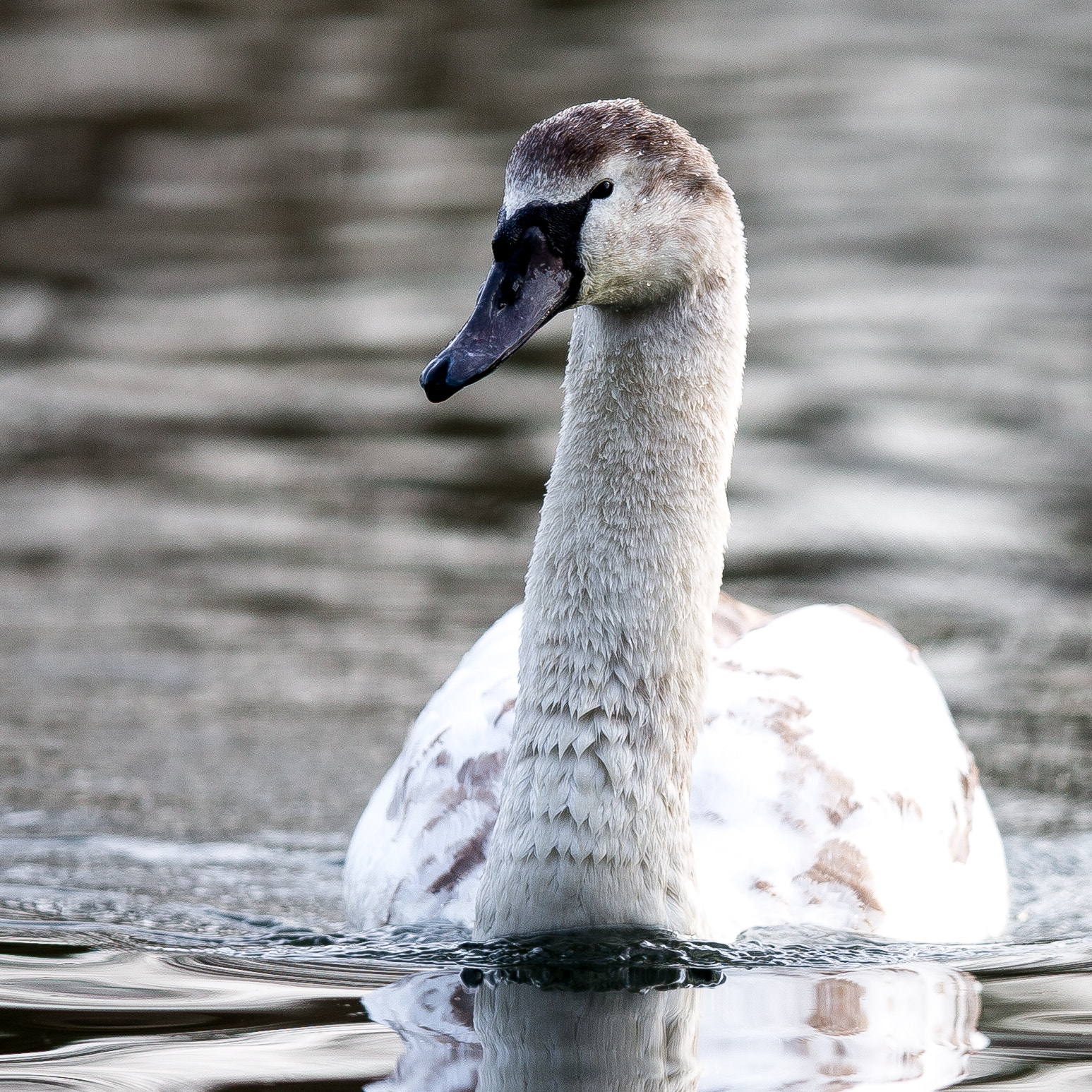 Canon EF 400mm F2.8L IS II USM sample photo. Swan in uk photography