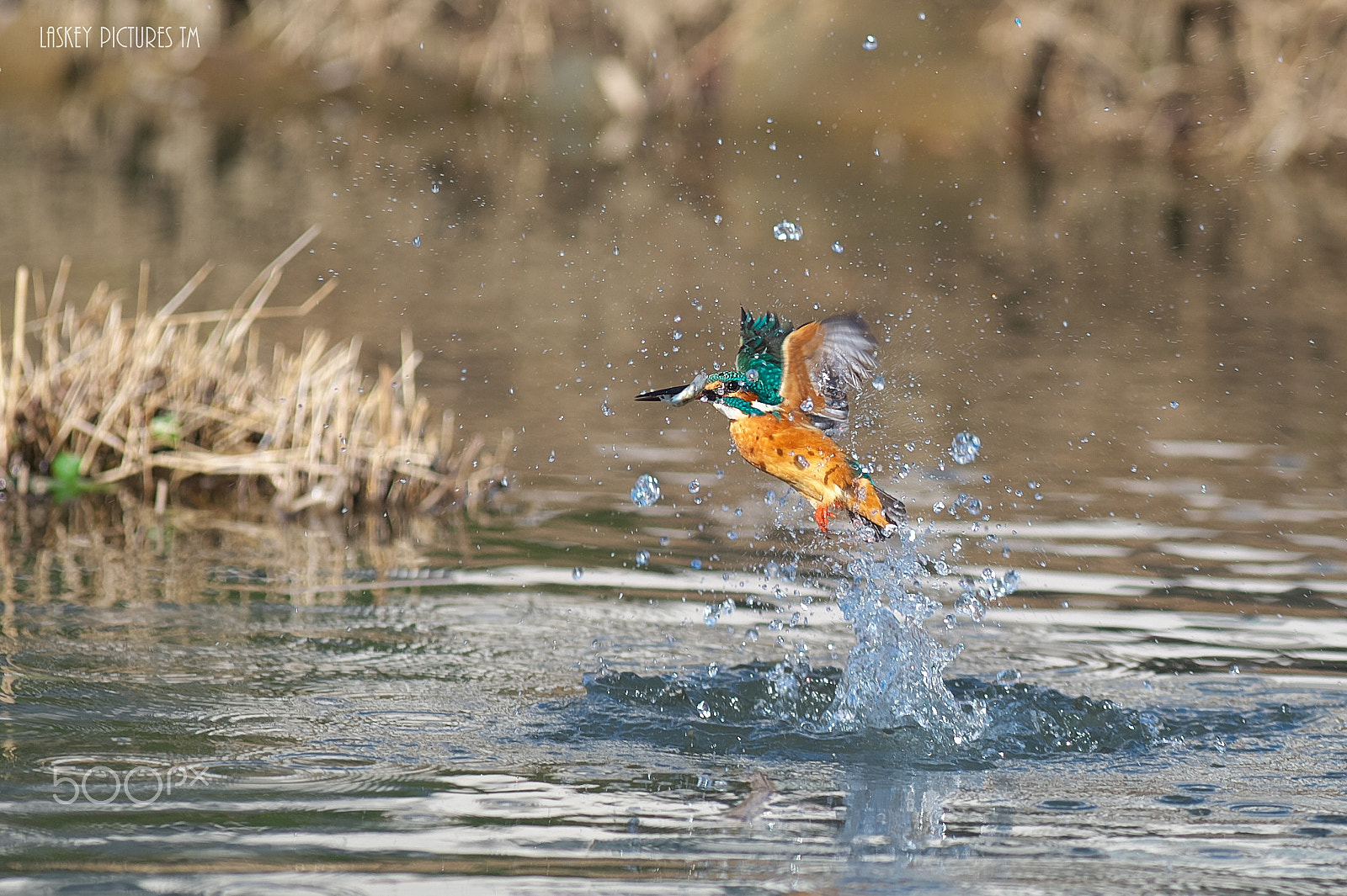 Nikon D4S sample photo. ｋｉｎｇｆｉｓｈｅｒ photography