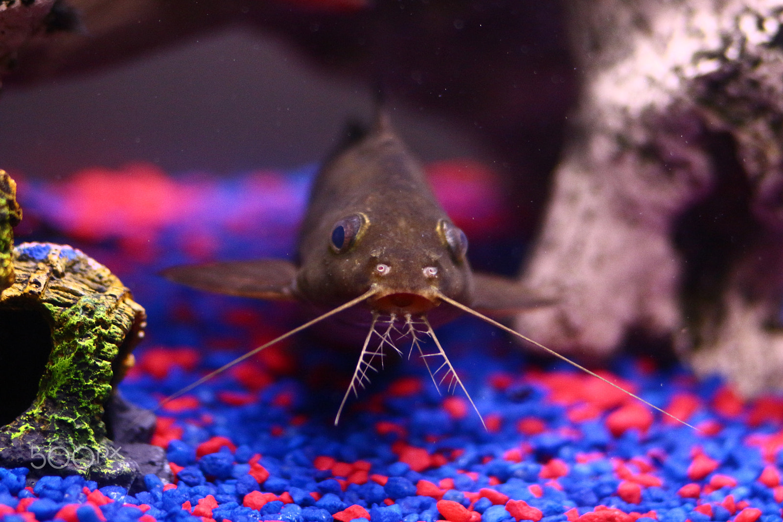 Canon EOS 700D (EOS Rebel T5i / EOS Kiss X7i) + Canon EF 85mm F1.8 USM sample photo. African spotted catfish photography