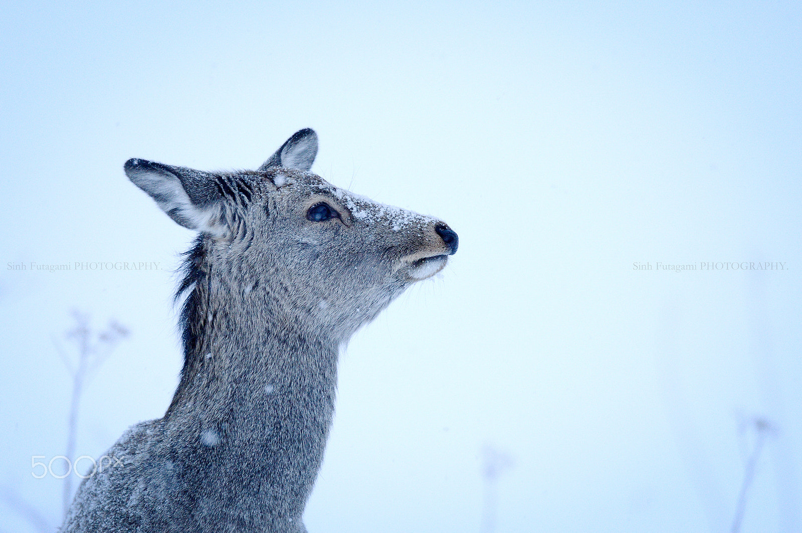 Nikon D800E sample photo. Under the snow. photography