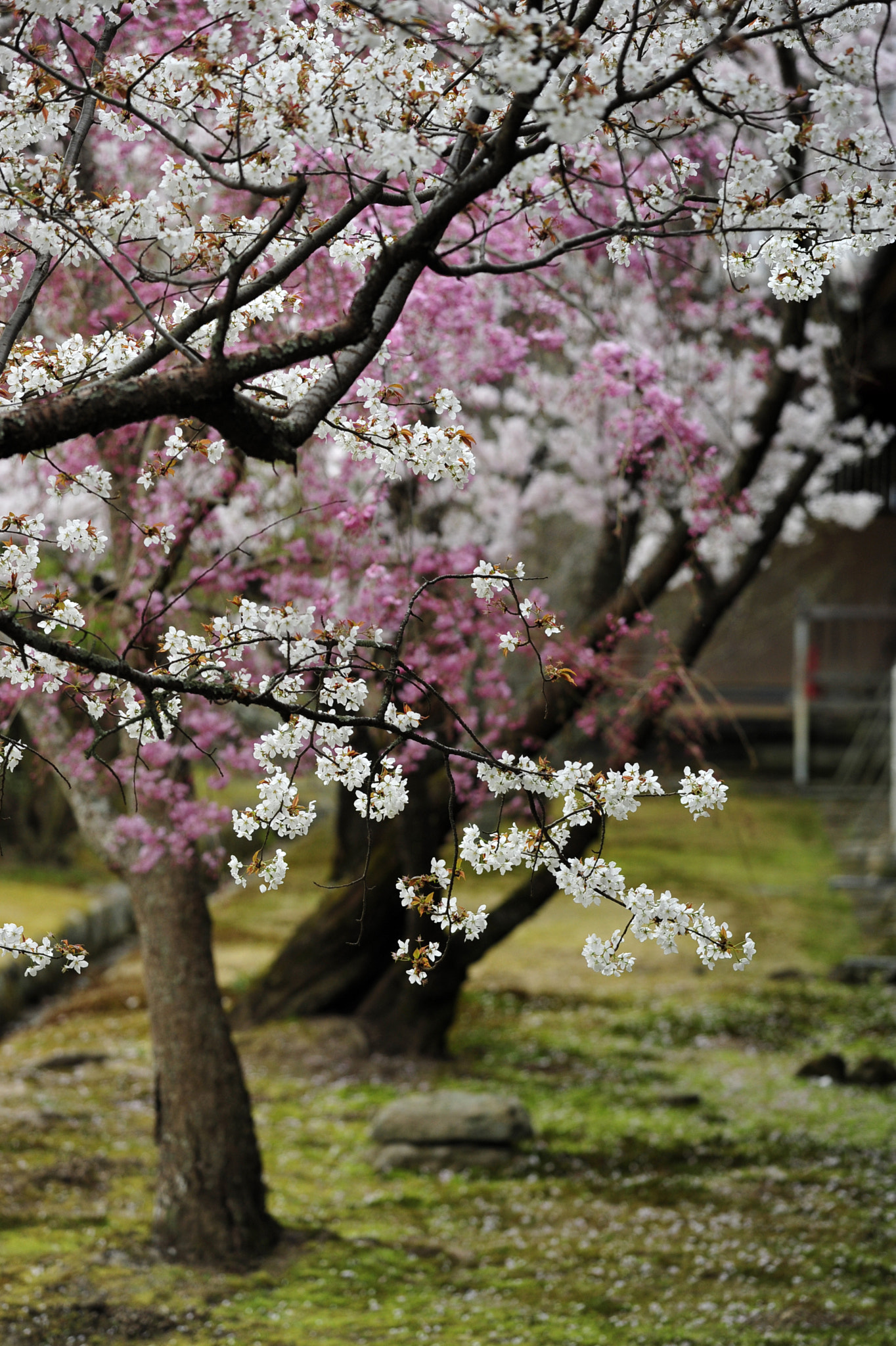 Nikon AF-S Nikkor 70-200mm F4G ED VR sample photo. Miss the blossom photography