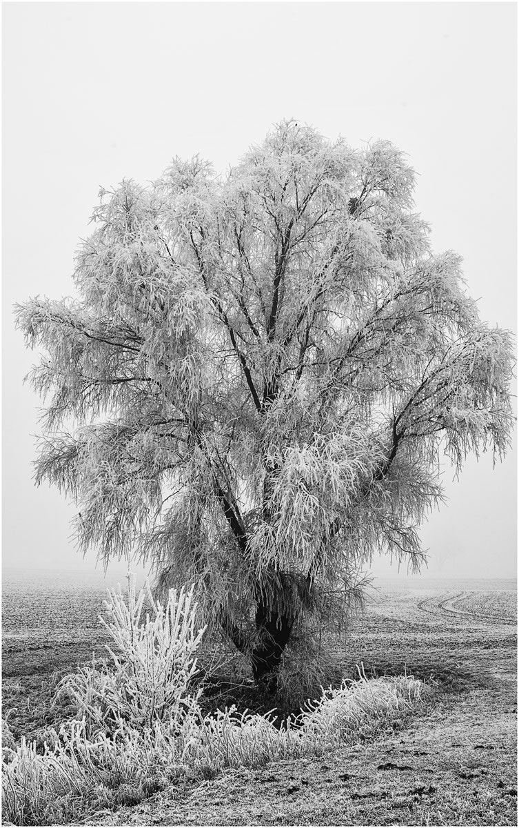 Summicron-M 1:2/35 ASPH. sample photo. White frost photography