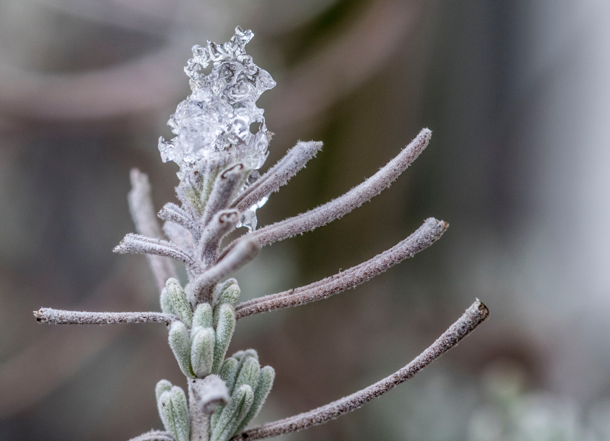 Canon EOS 750D (EOS Rebel T6i / EOS Kiss X8i) sample photo. Ice on lavender photography