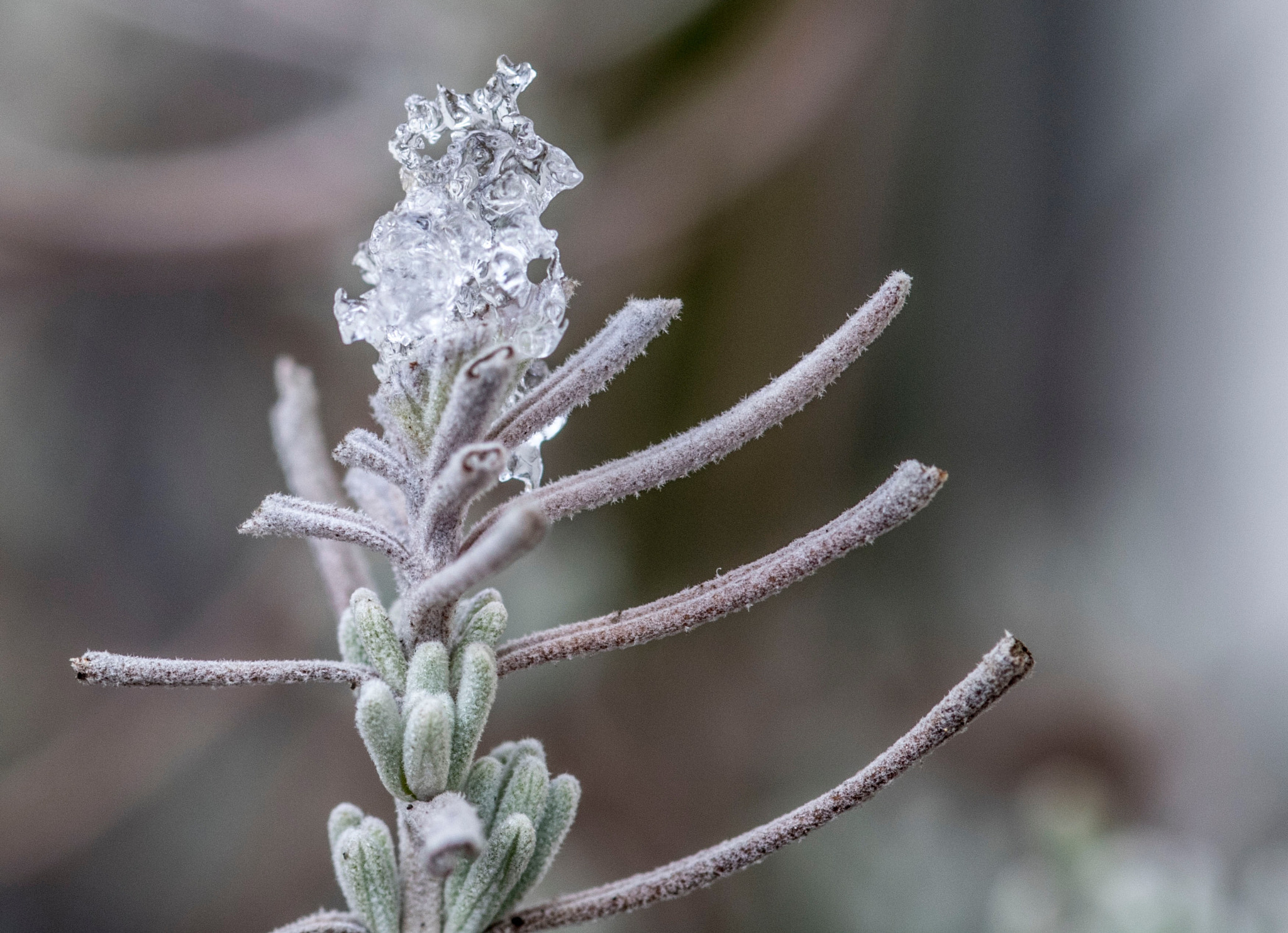 Canon EOS 750D (EOS Rebel T6i / EOS Kiss X8i) + Sigma 105mm F2.8 EX DG Macro sample photo. Ice on lavender photography