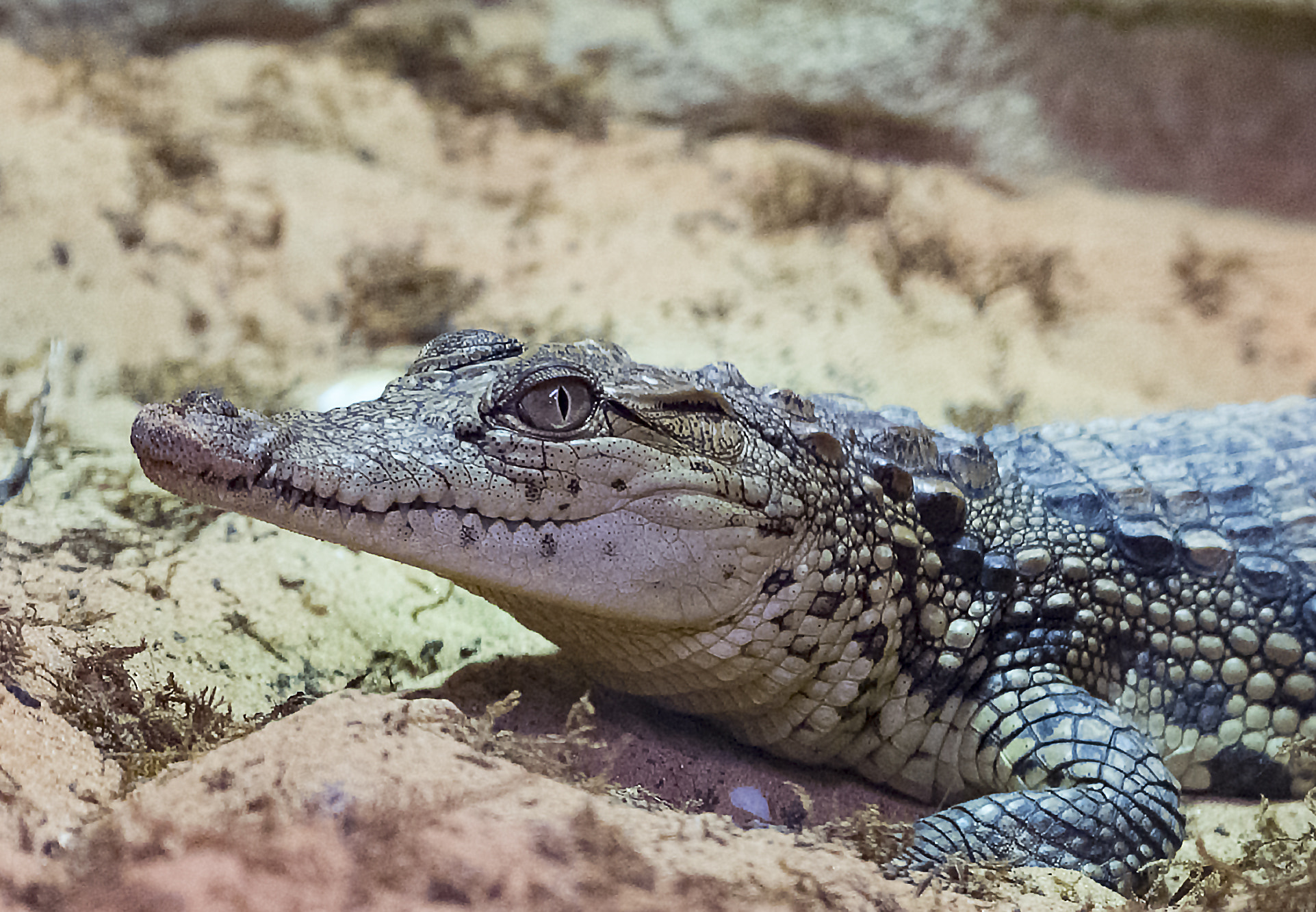 Nikon AF-S Nikkor 200-500mm F5.6E ED VR sample photo. Alligator-in-waiting! photography
