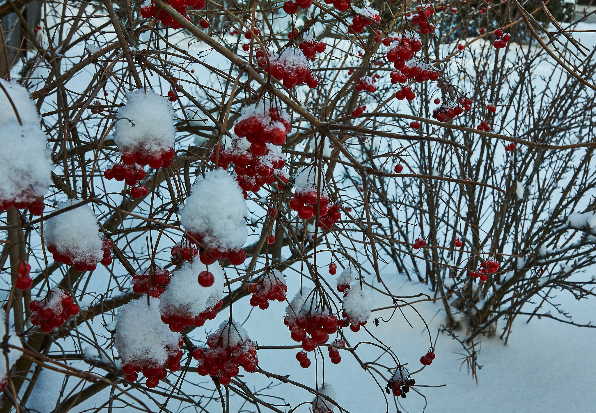 Sony SLT-A77 sample photo. Калина photography