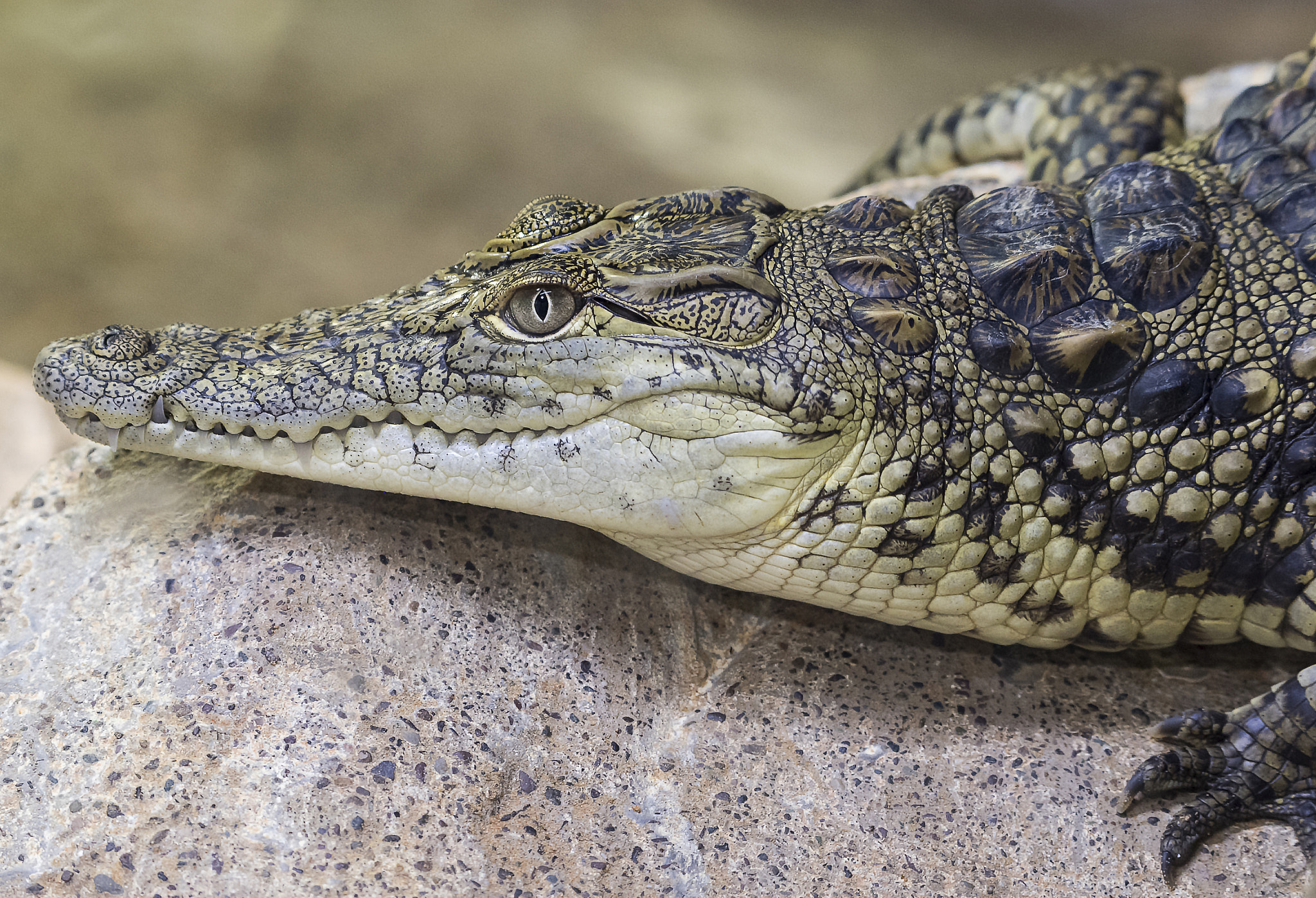 Nikon AF-S Nikkor 200-500mm F5.6E ED VR sample photo. Alligator on the rock! photography