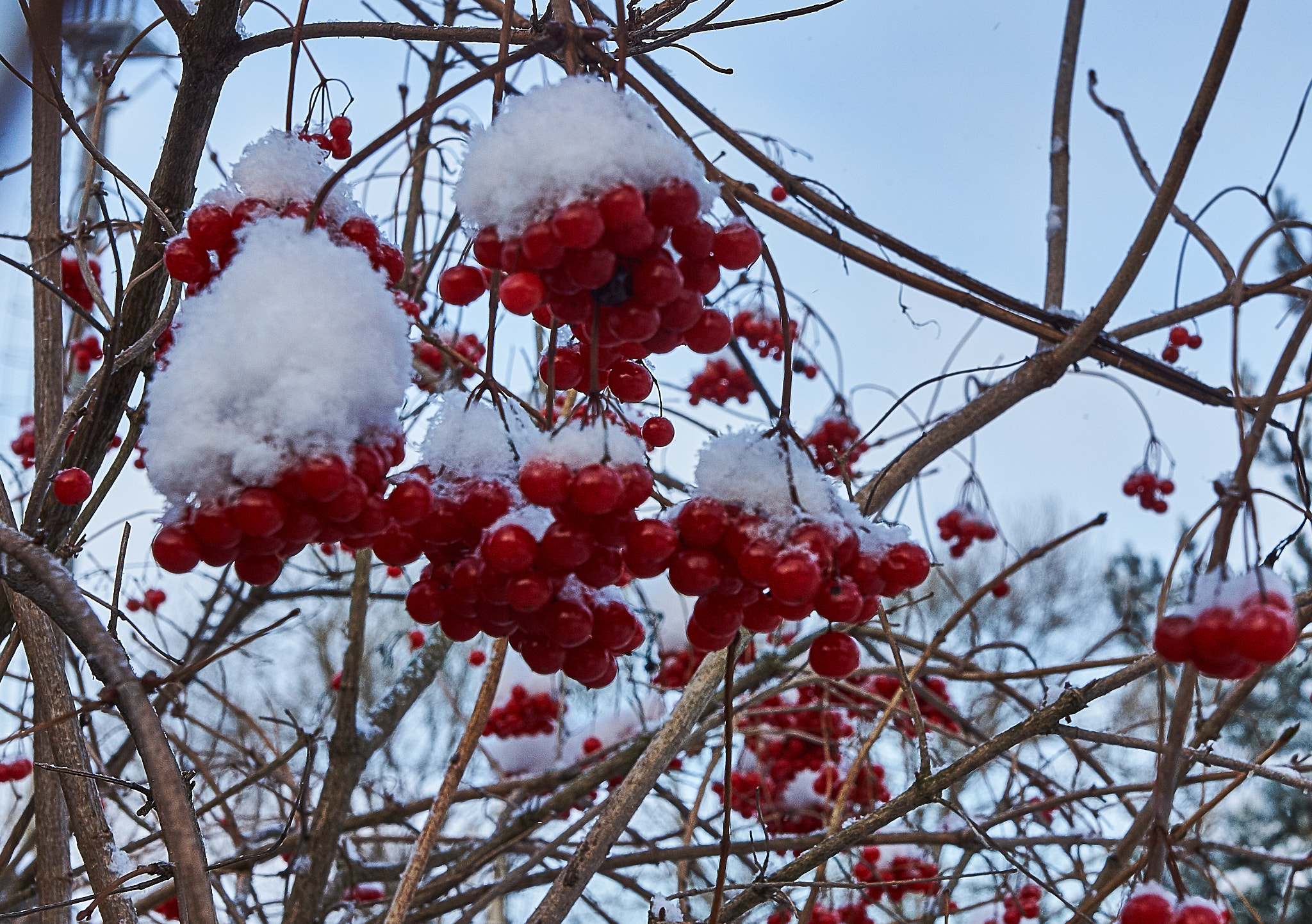 Sony SLT-A77 + Sony DT 16-50mm F2.8 SSM sample photo. Калина photography