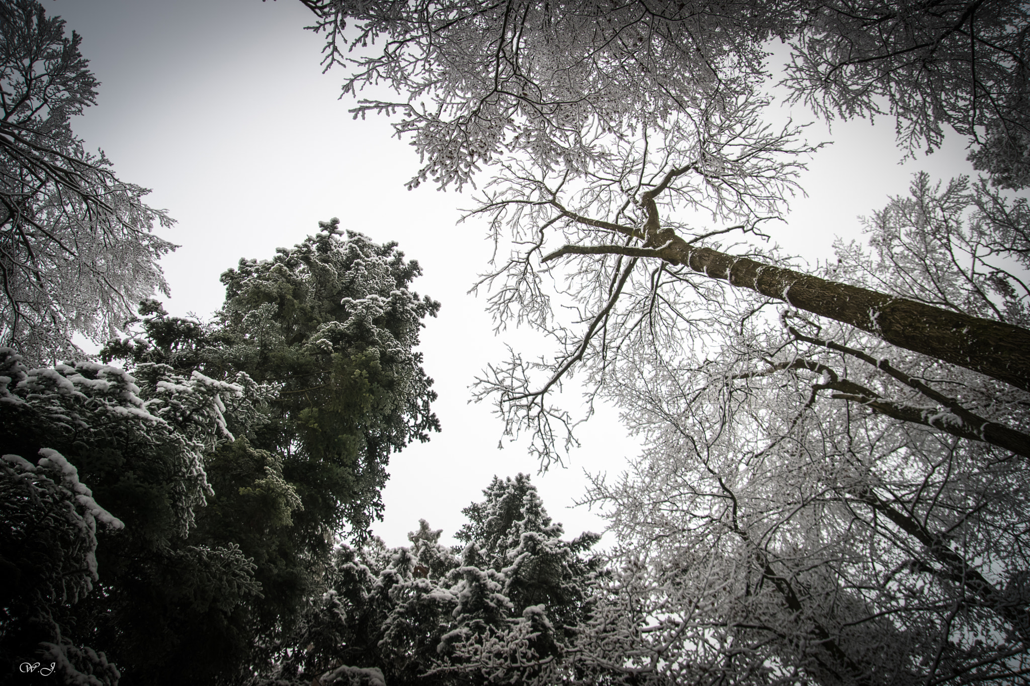 Sony ILCA-77M2 sample photo. Powdered crowns photography