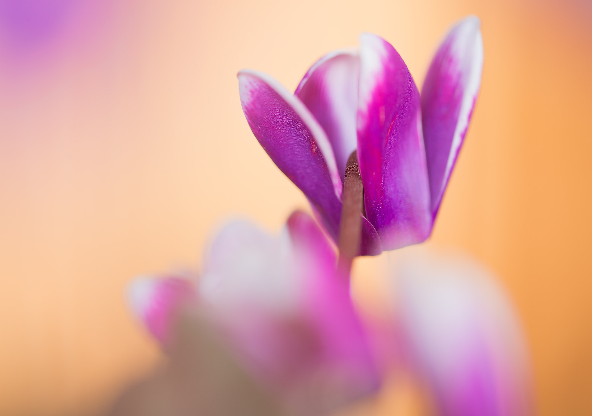 Sigma 105mm F2.8 EX DG OS HSM sample photo. Zyklame photography