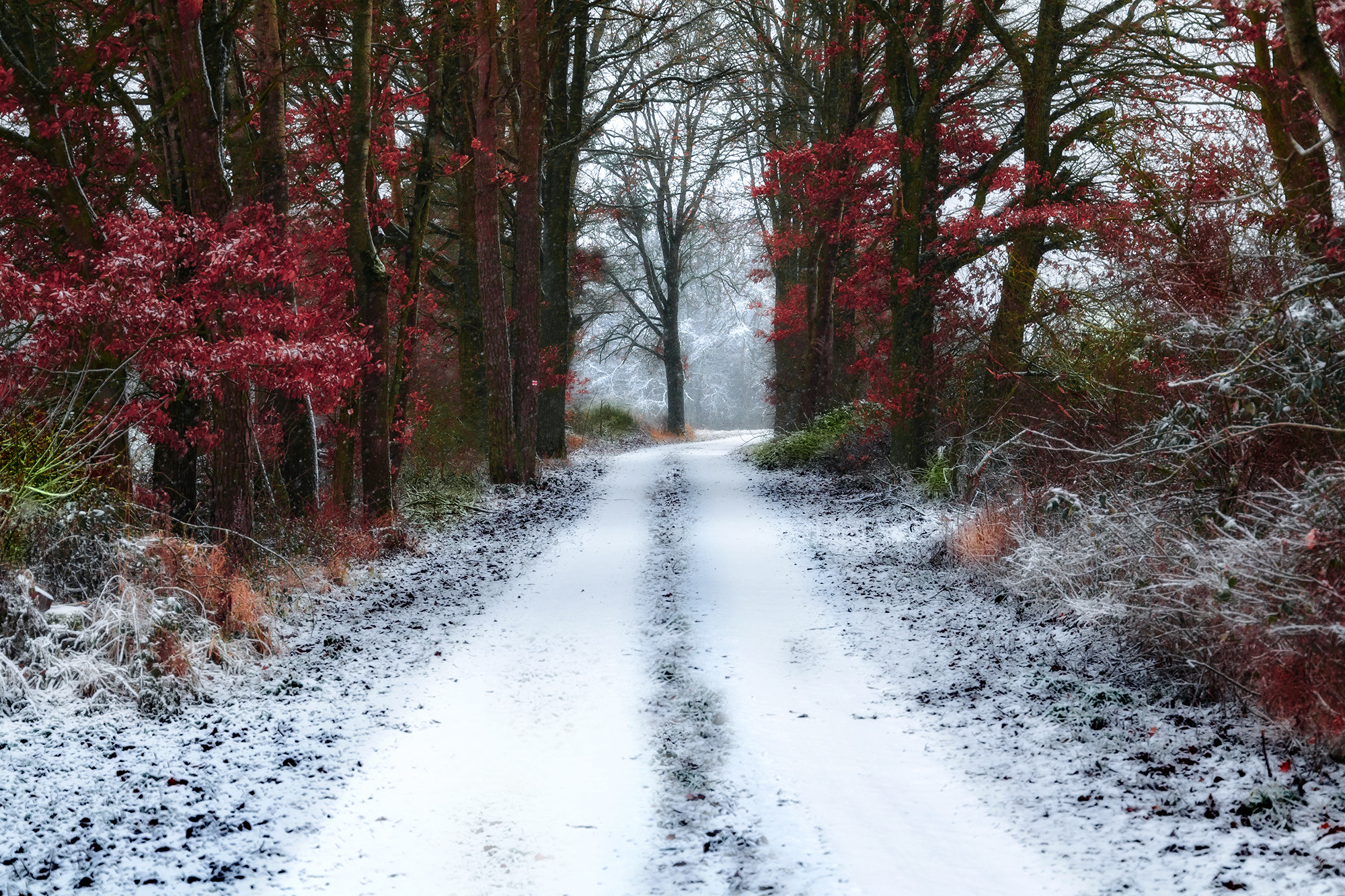 Canon EF 24-105mm F3.5-5.6 IS STM sample photo. Winter way photography