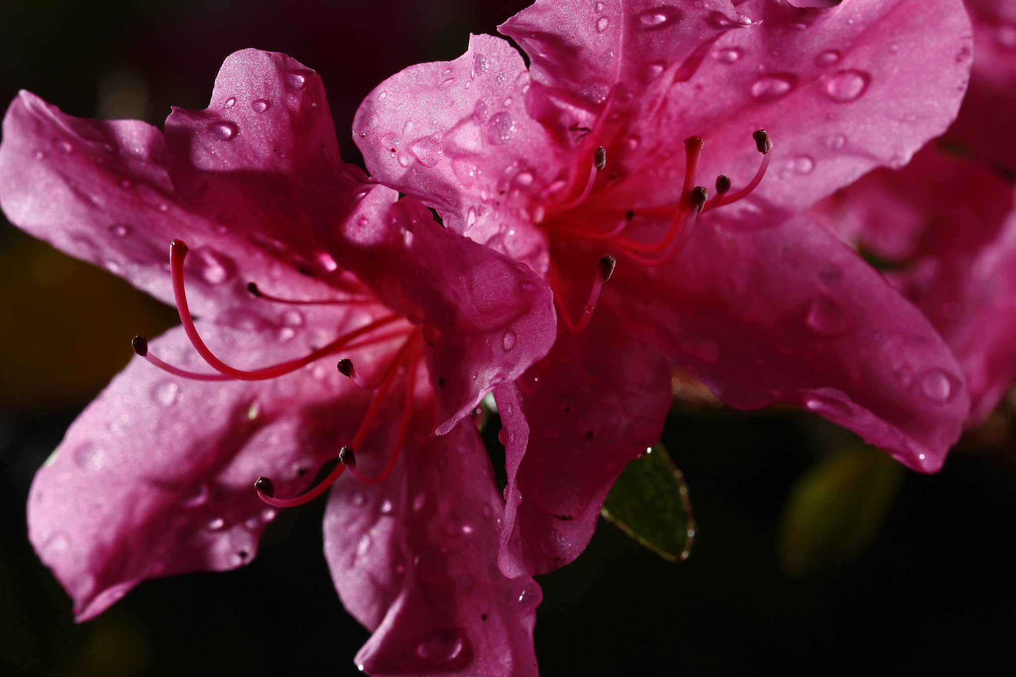 Canon EF 100mm F2.8L Macro IS USM sample photo. Rosa schönheit  photography