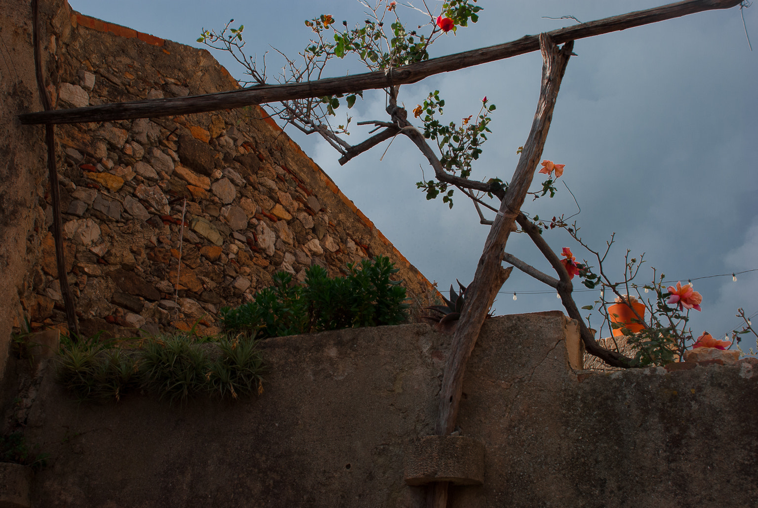 Nikon D40X sample photo. Flowers and sky photography