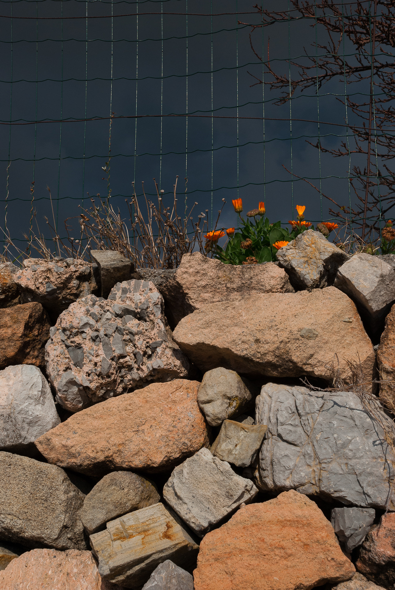 Nikon D40X sample photo. Flowers and stones photography
