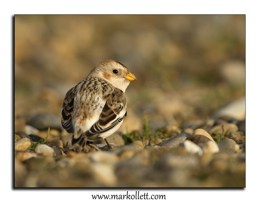 Nikon D4S + Nikon AF-S Nikkor 500mm F4G ED VR sample photo. Snow bunting photography