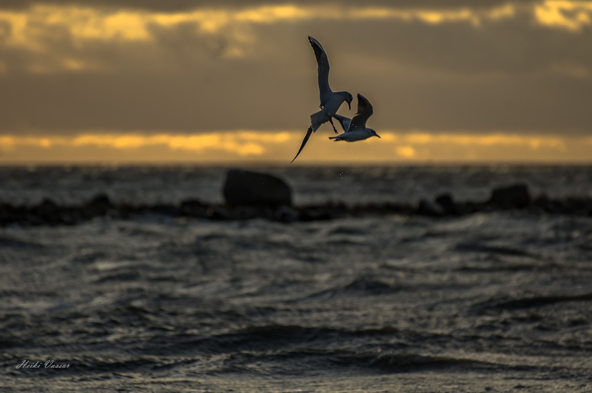 Pentax K-r + Sigma 70-300mm F4-5.6 DG OS sample photo. Seagulls photography