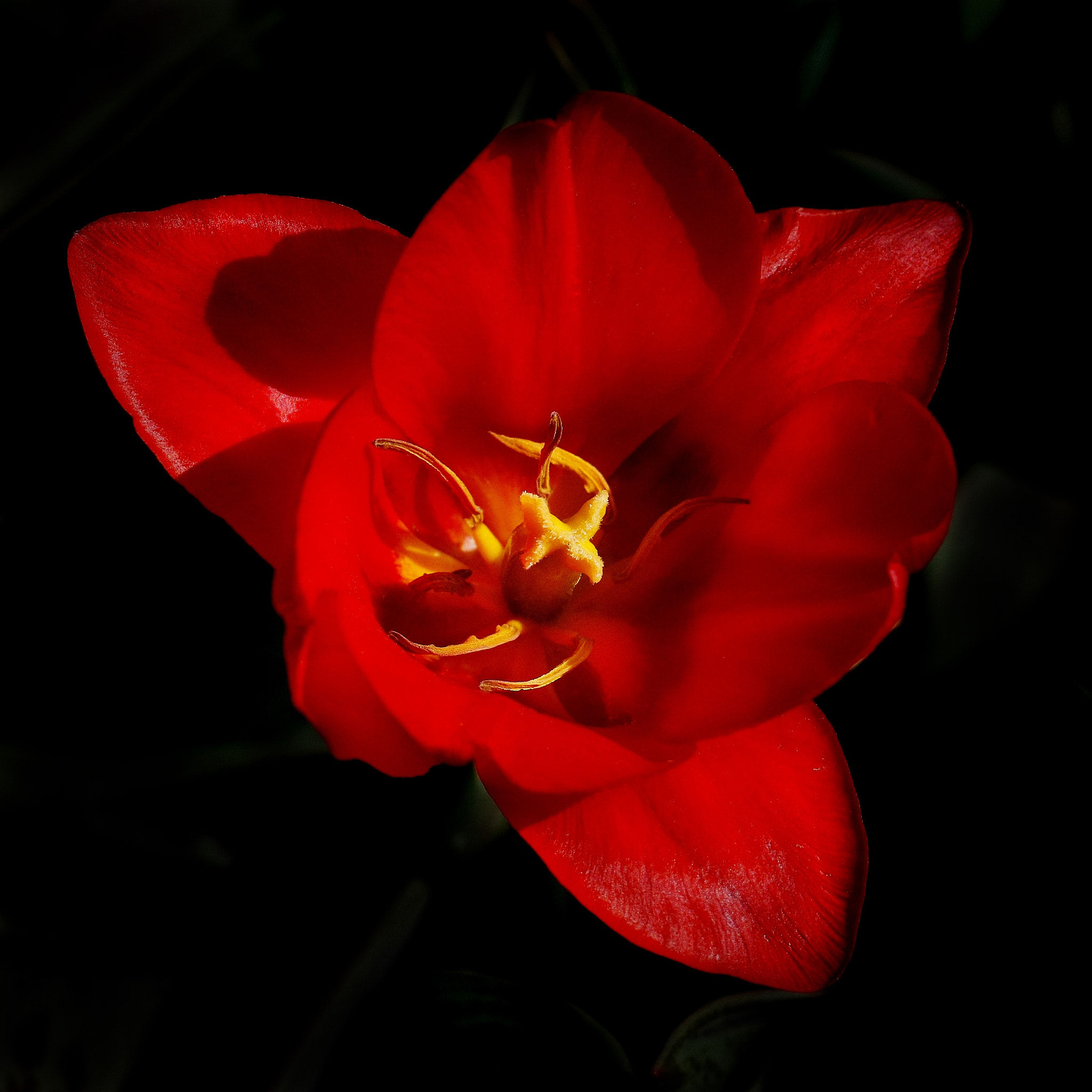 Canon EF 100mm F2.8L Macro IS USM sample photo. Flower418 photography