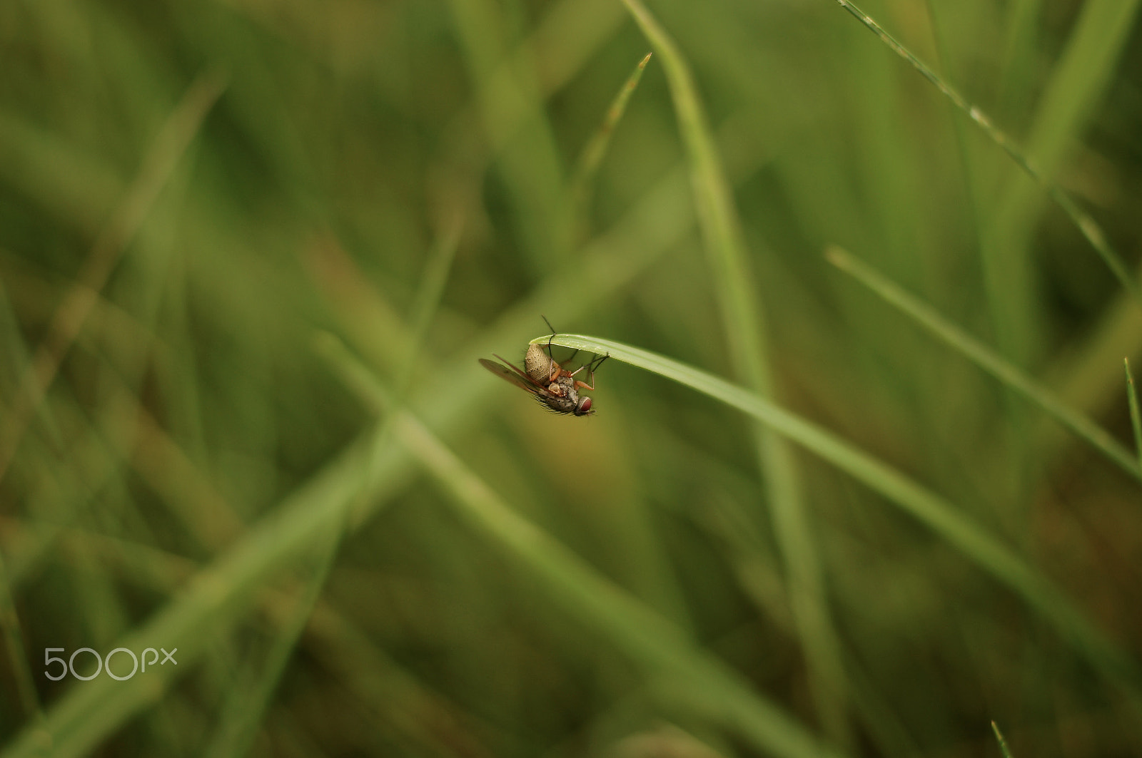 Sony SLT-A55 (SLT-A55V) sample photo. Fly photography