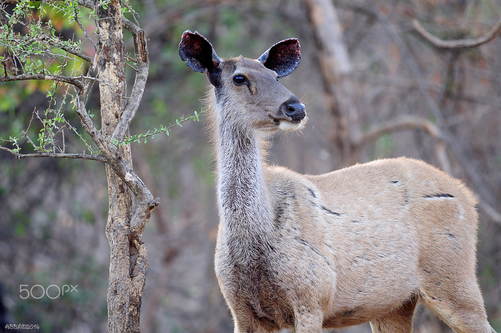 Nikon D90 + Nikon AF-S Nikkor 300mm F4D ED-IF sample photo. Indian sambar in the bush photography