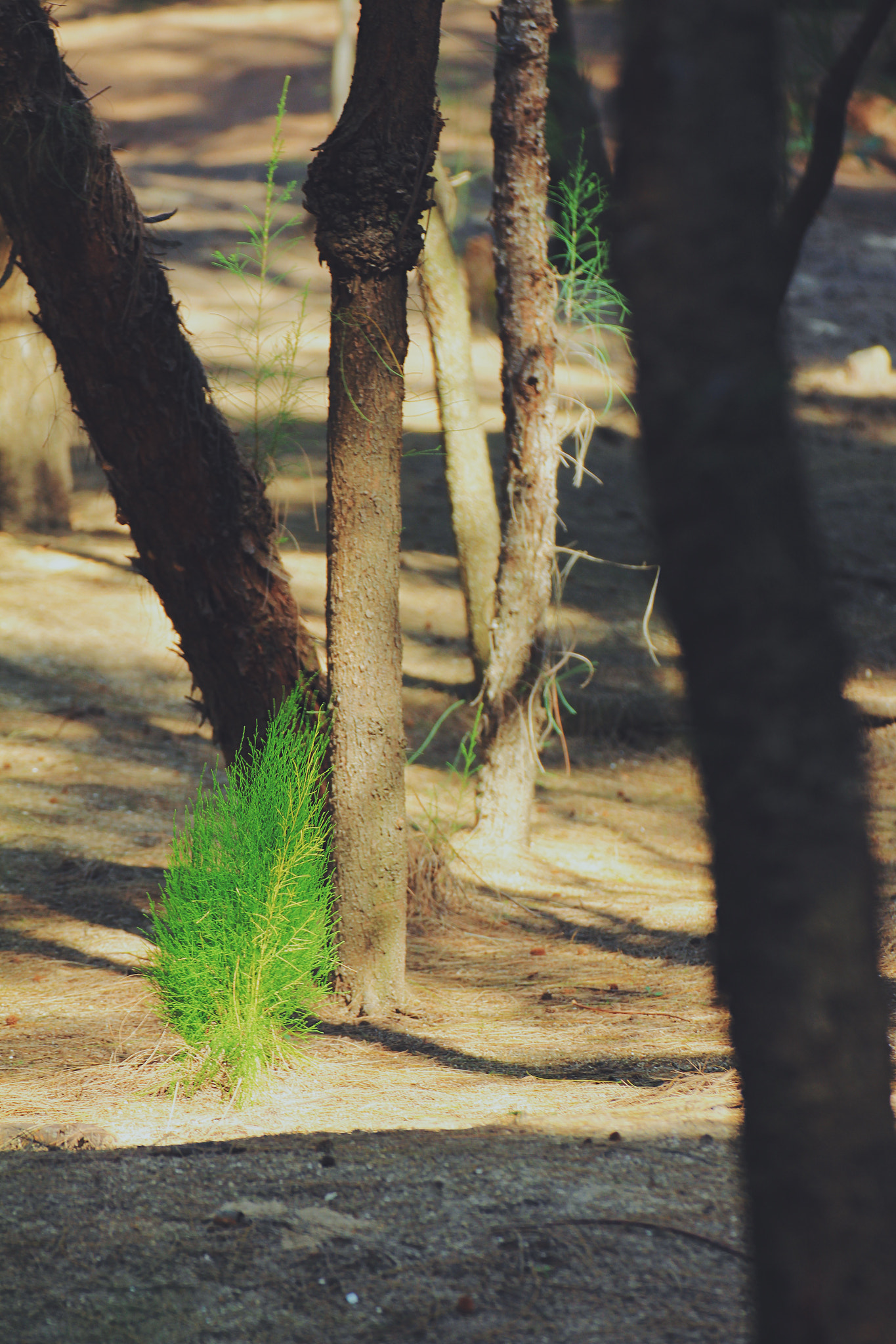 Canon EOS 60D sample photo. 一抹绿。 photography