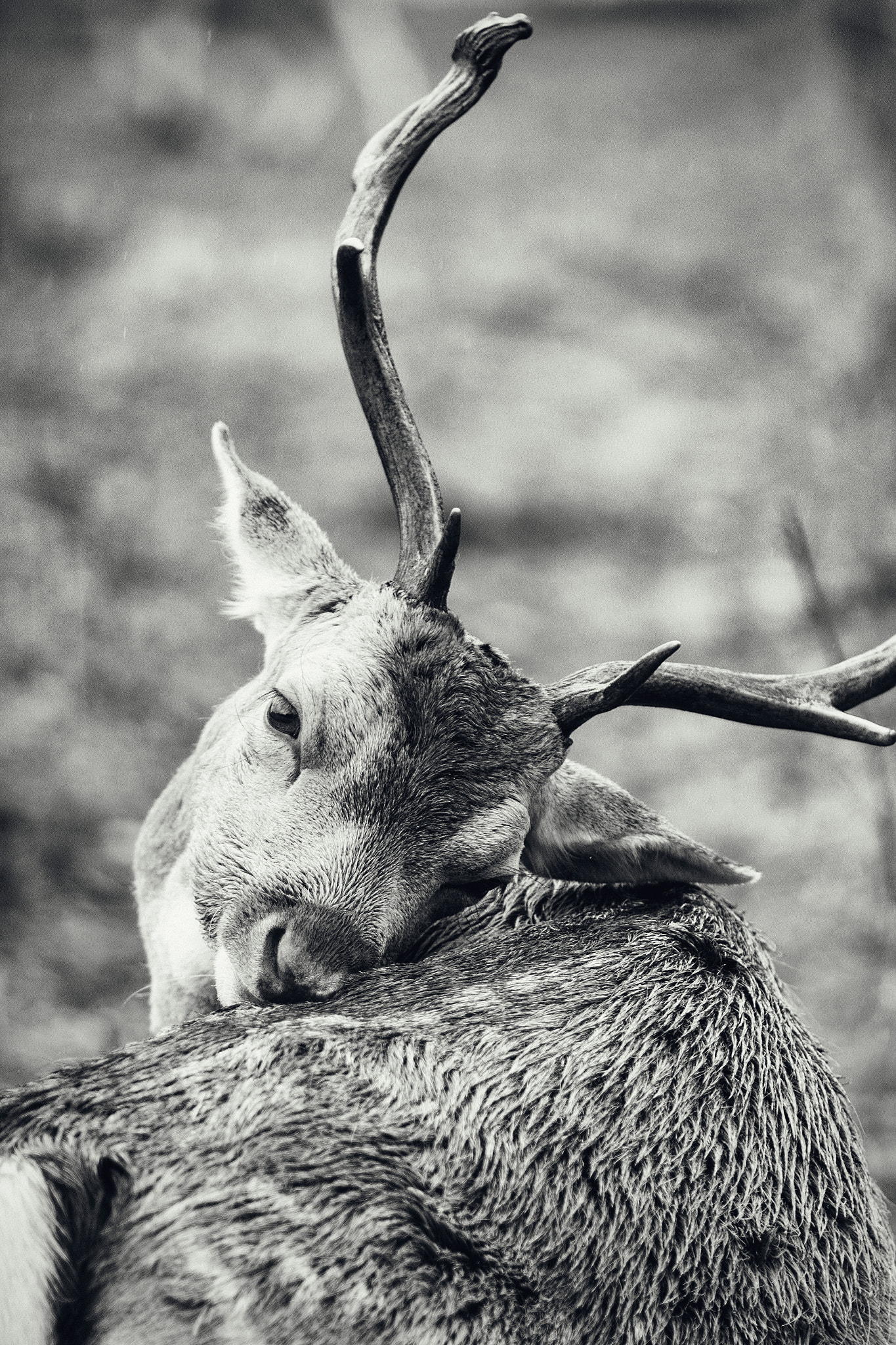 Canon EOS 60D + Canon EF 135mm F2.8 SF sample photo. Reindeer photography