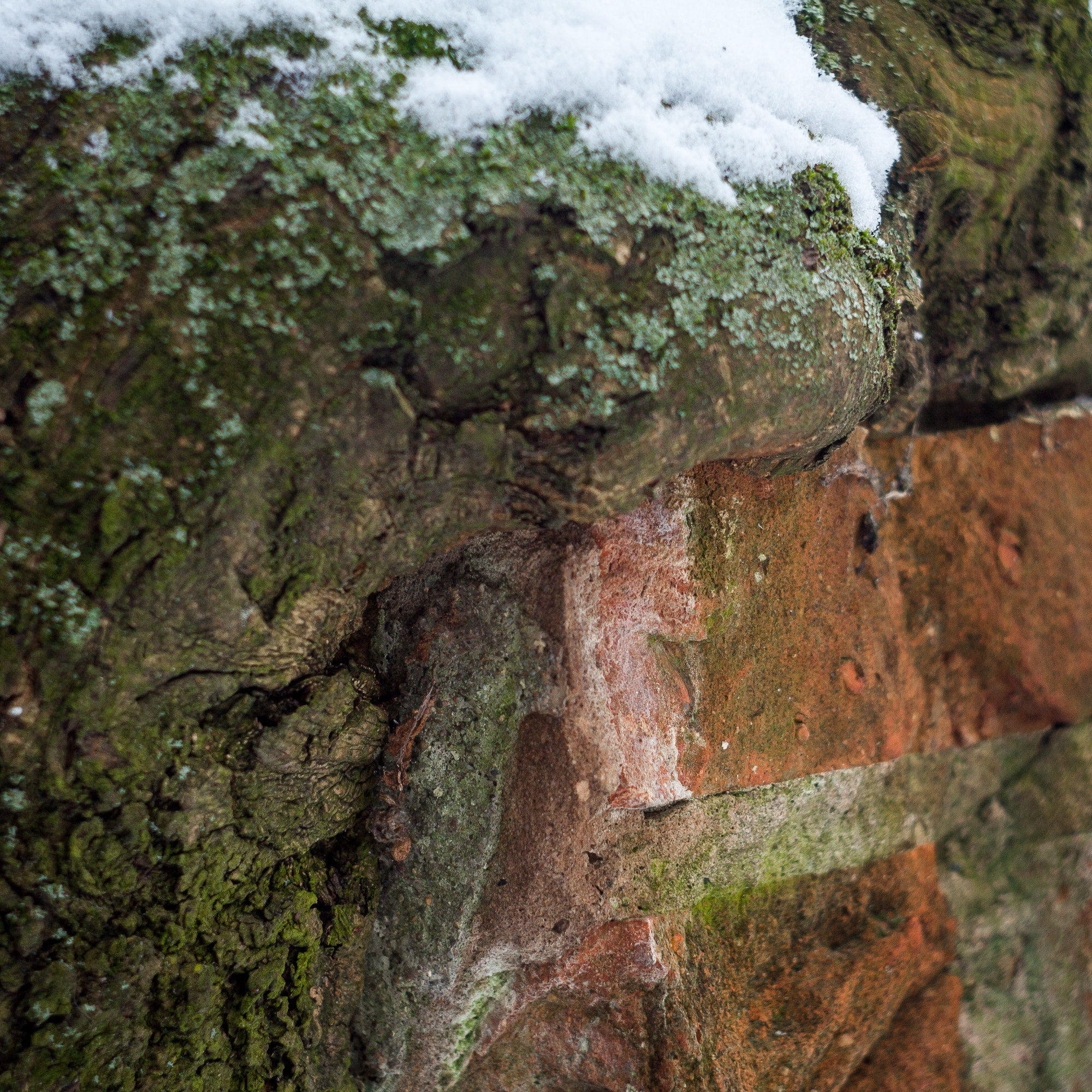 Canon EF 35-80mm f/4-5.6 sample photo. Forcedsymbiosis photography