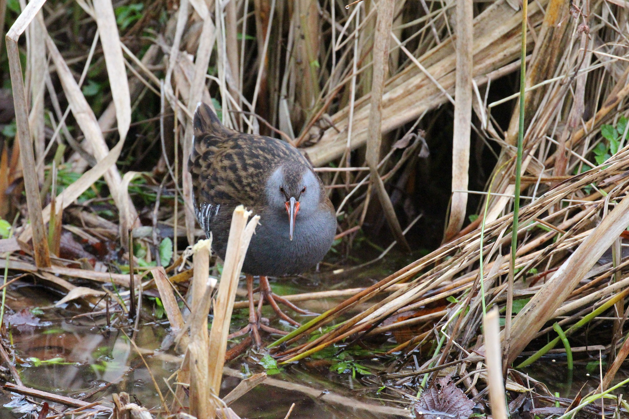 Canon EOS 700D (EOS Rebel T5i / EOS Kiss X7i) + Canon EF 100-400mm F4.5-5.6L IS II USM sample photo. Water rail photography