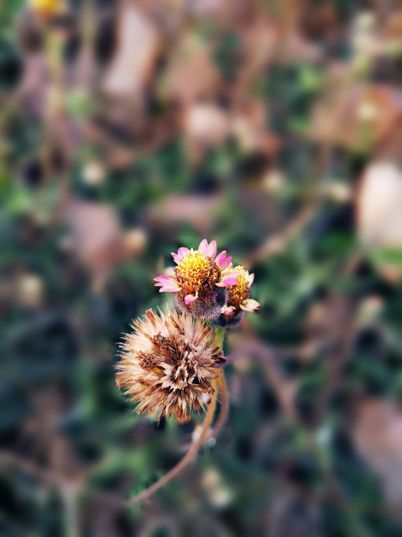 nubia Z11 MINI sample photo