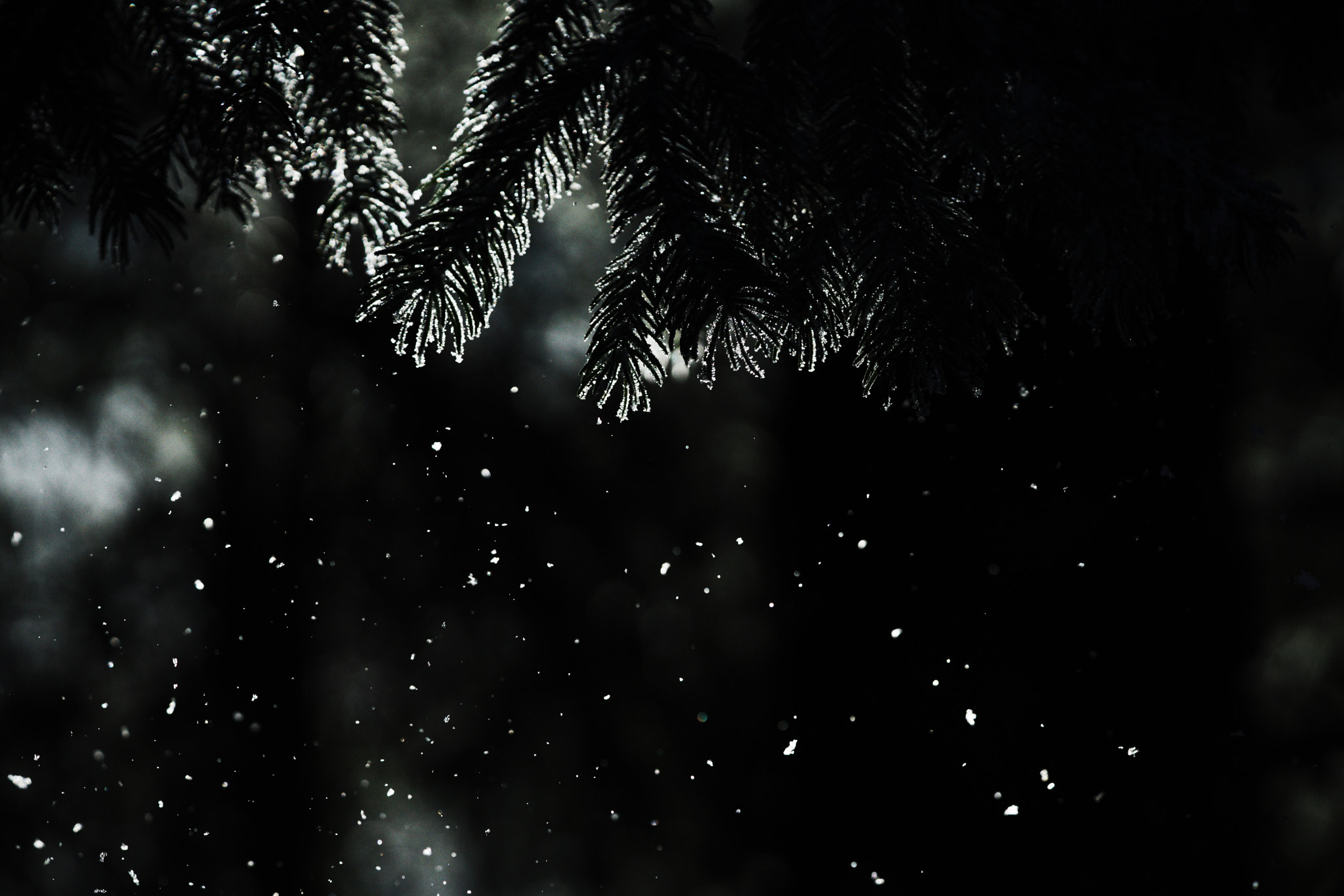 Sony a7R II + Sony FE 90mm F2.8 Macro G OSS sample photo. Pine tree under the snow photography