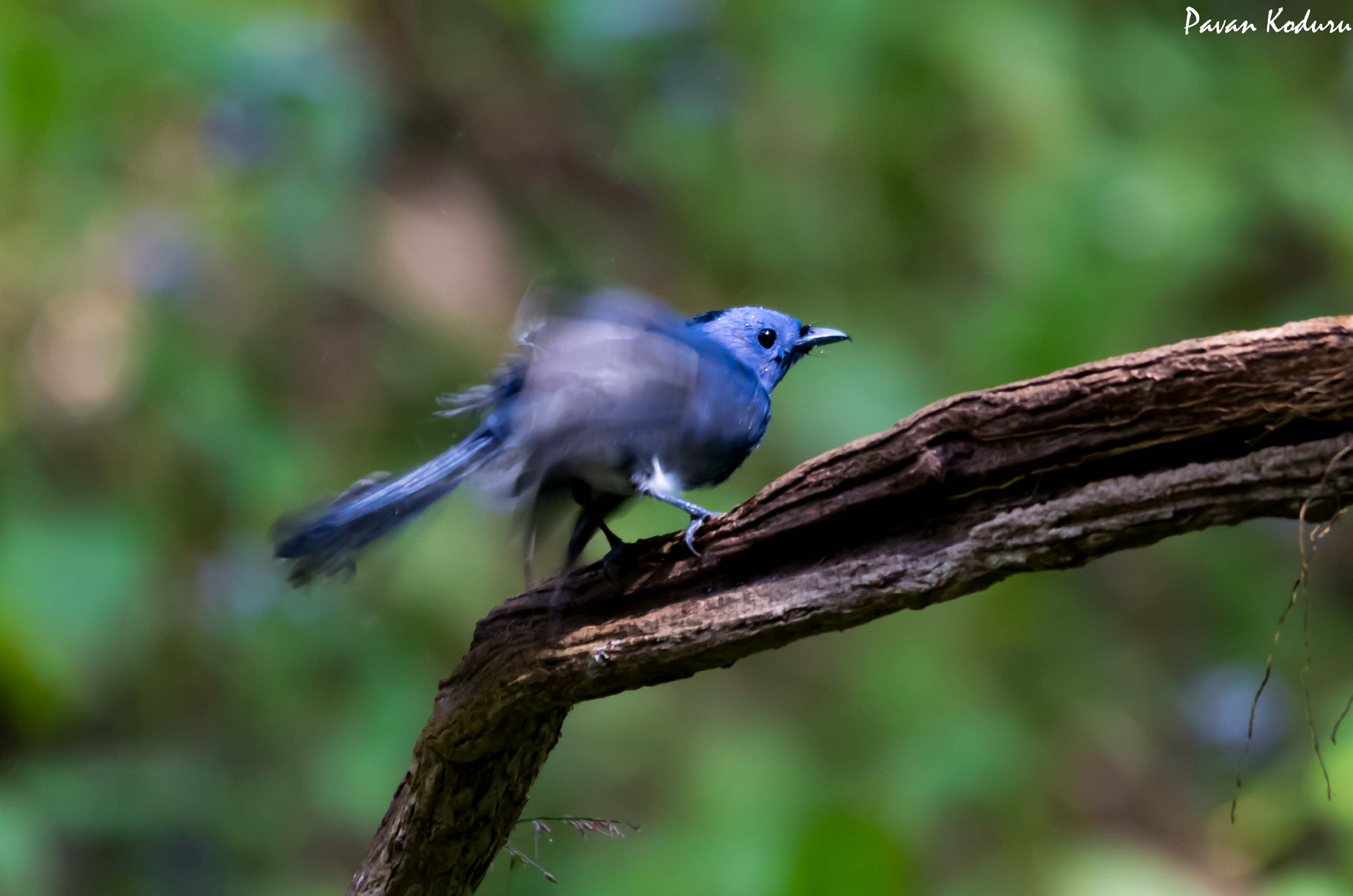 Sigma 150-500mm F5-6.3 DG OS HSM sample photo. Abt to fly... photography