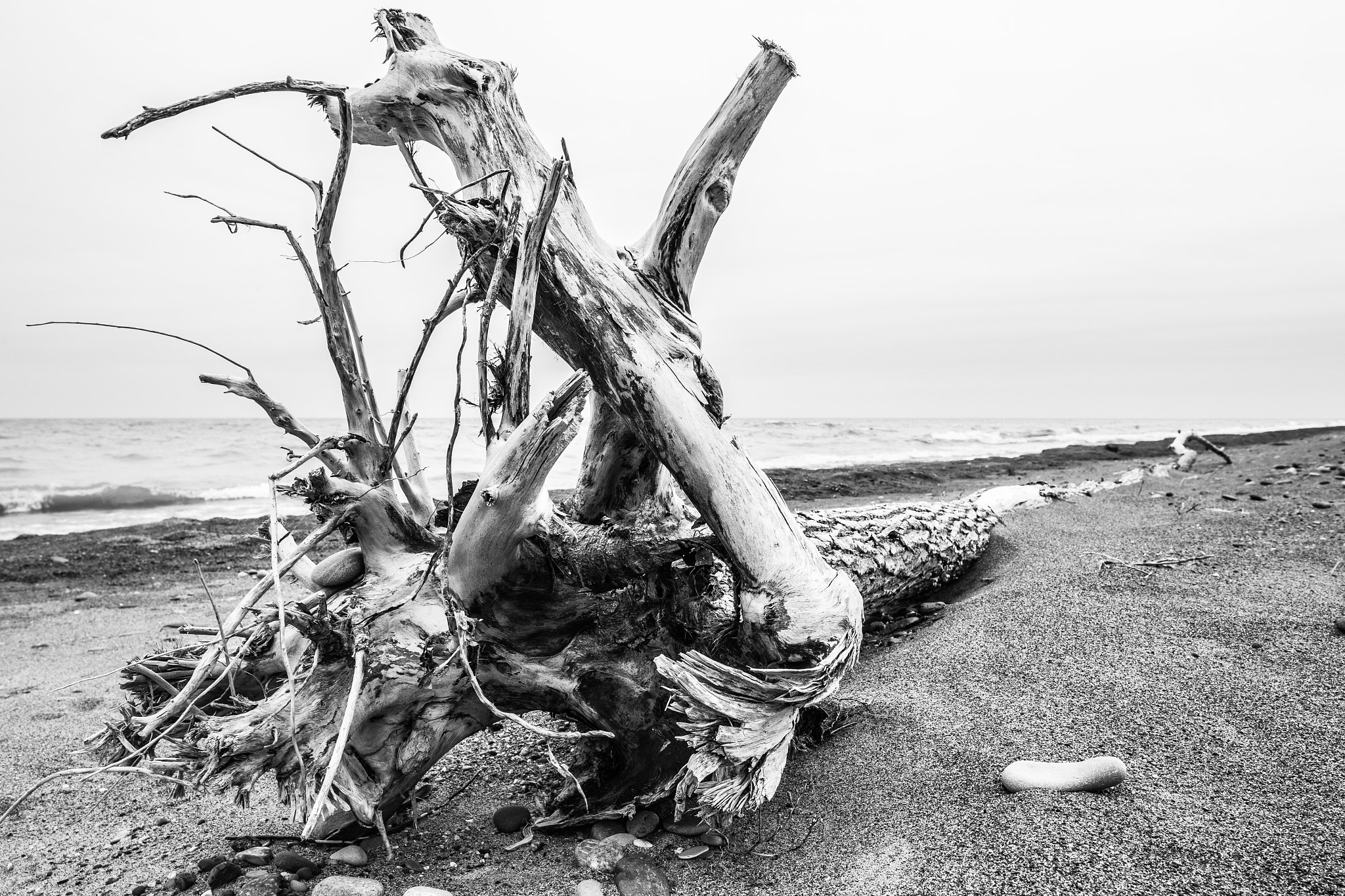 Canon TS-E 24.0mm f/3.5 L II sample photo. Tangle photography