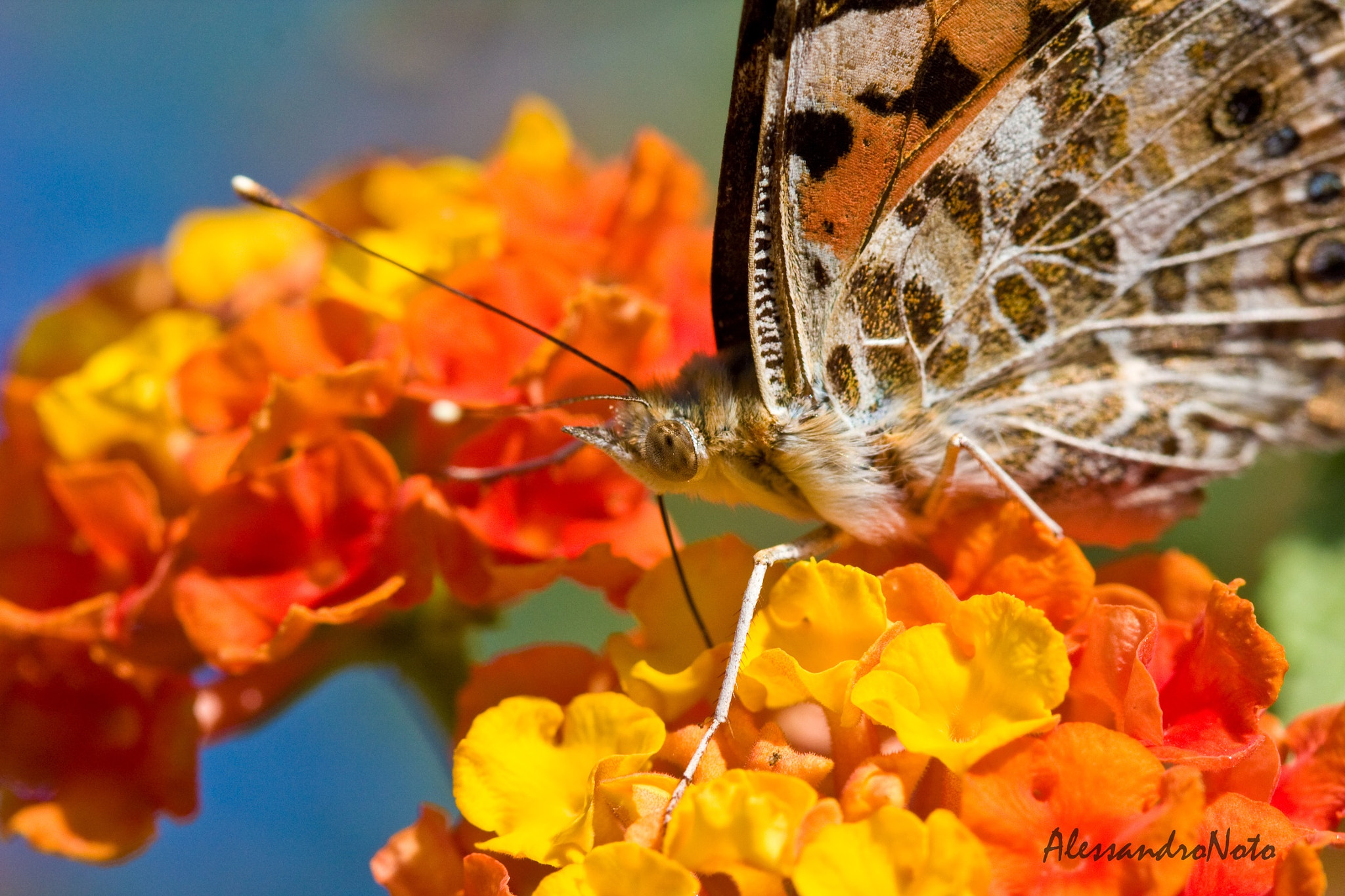 Canon EOS 40D + Canon EF 100mm F2.8 Macro USM sample photo. Butterflyoncolors photography