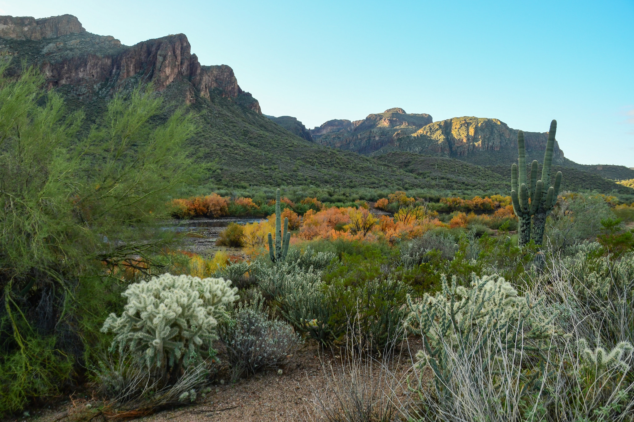 Nikon D500 sample photo. Desert winter plumage photography
