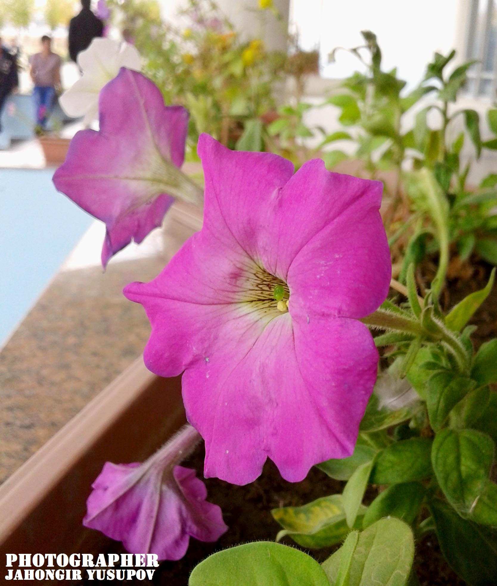 Samsung Galaxy Core sample photo