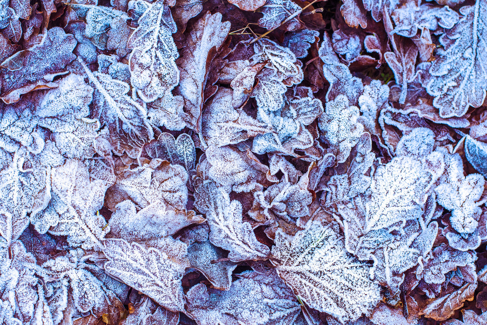 Nikon D500 sample photo. Frost and crunch photography