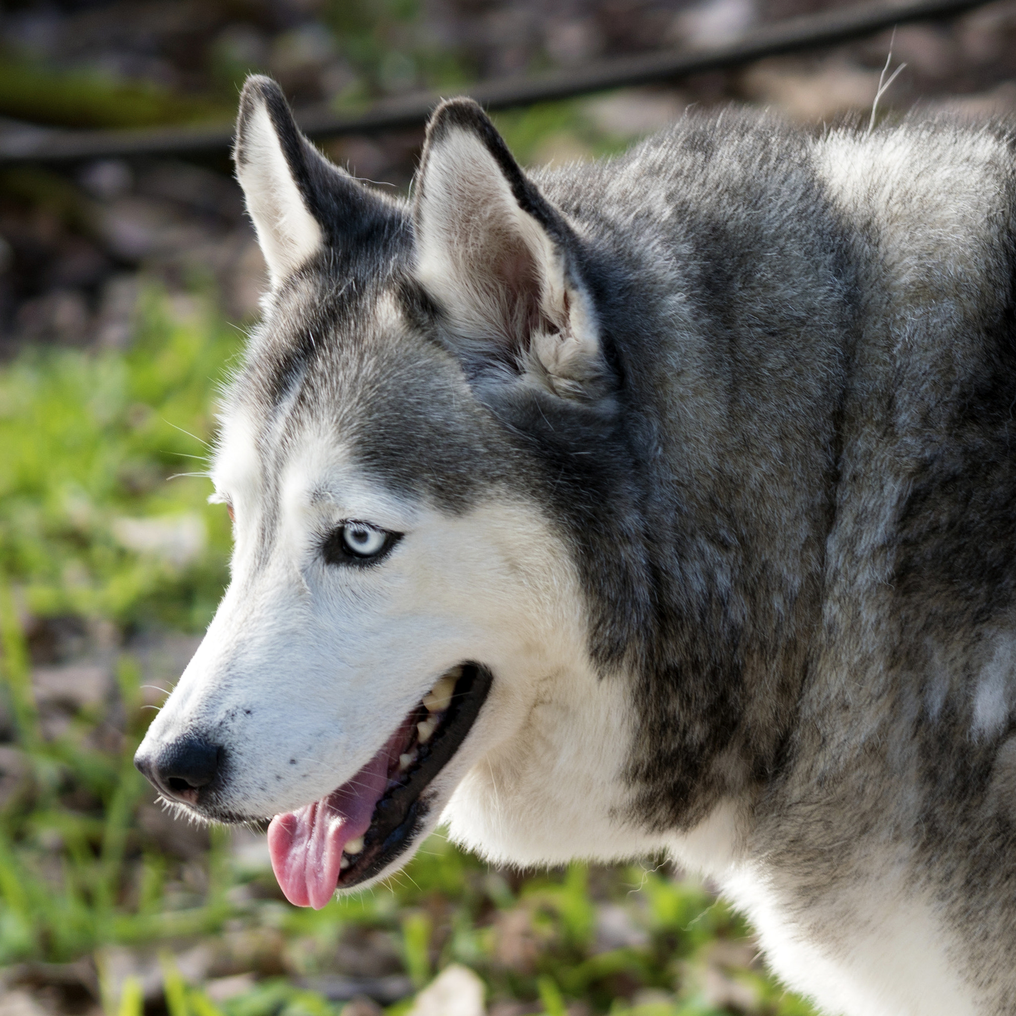 Sony a6500 sample photo. Siberian husky photography