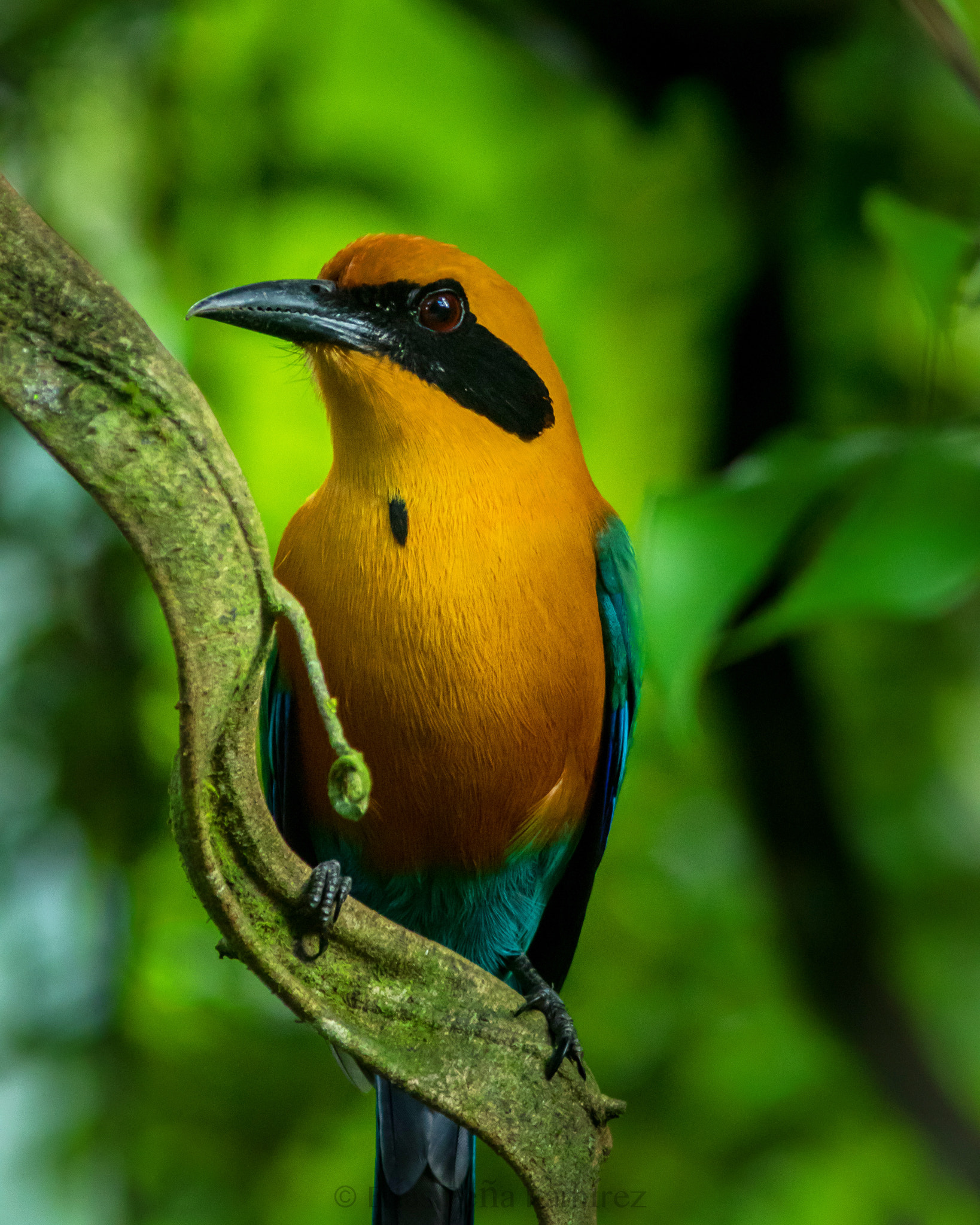 Canon EOS 7D Mark II + Canon EF 300mm F4L IS USM sample photo. Rufous motmot photography